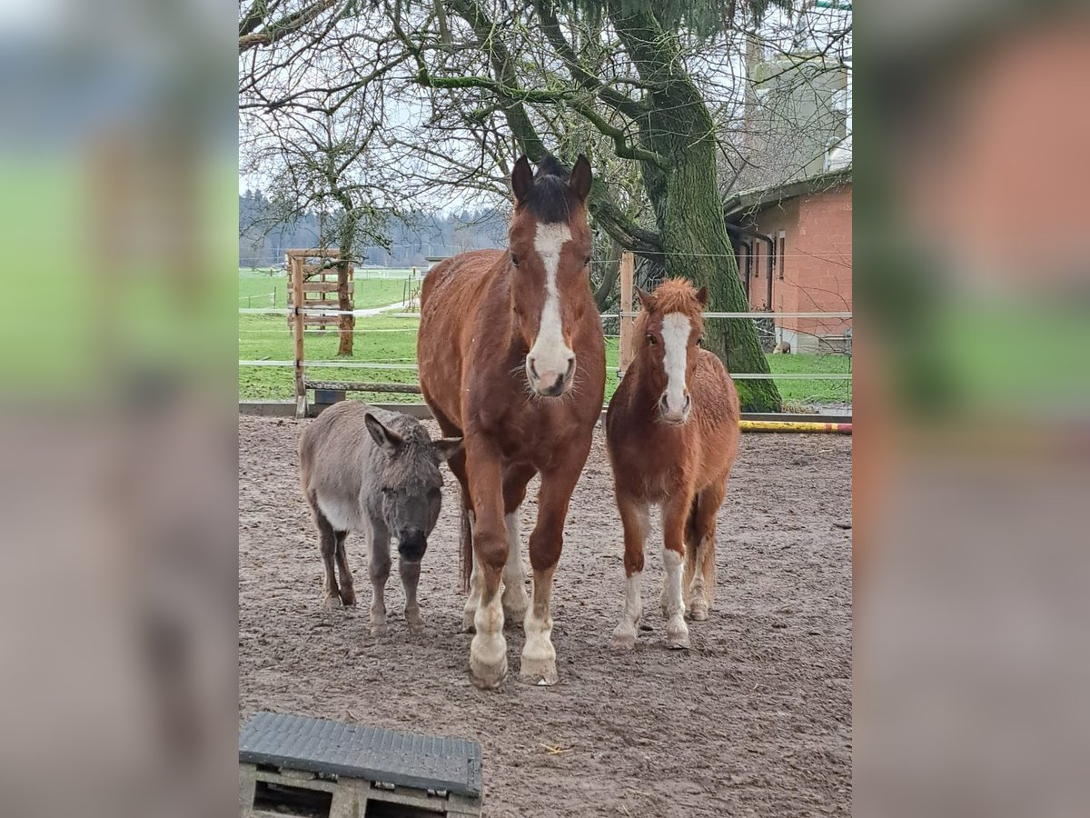 Freiberger Wallach 9 Jahre in Lobsigen