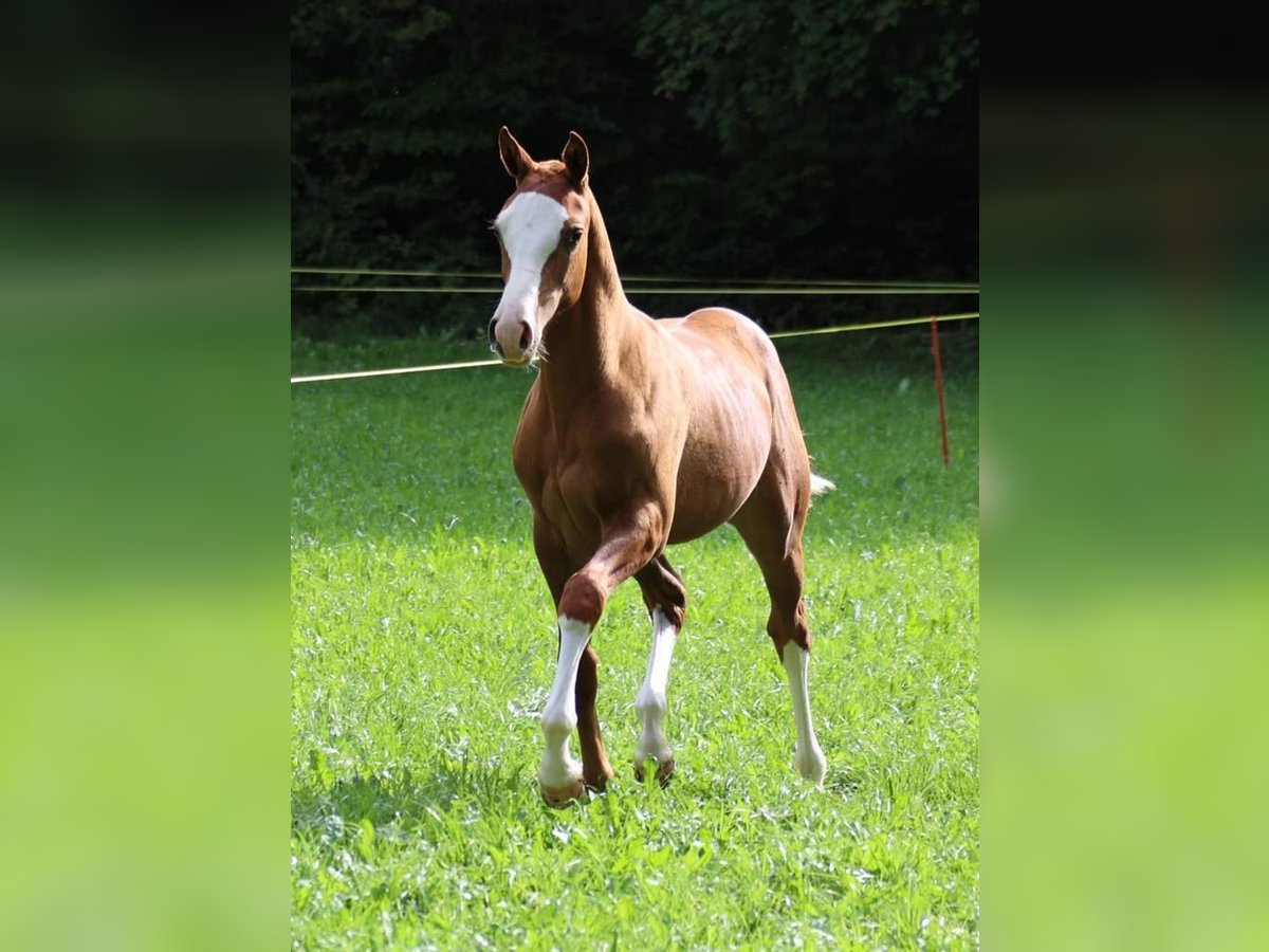 Freiberger Yegua 2 años 160 cm Alazán in Paderborn