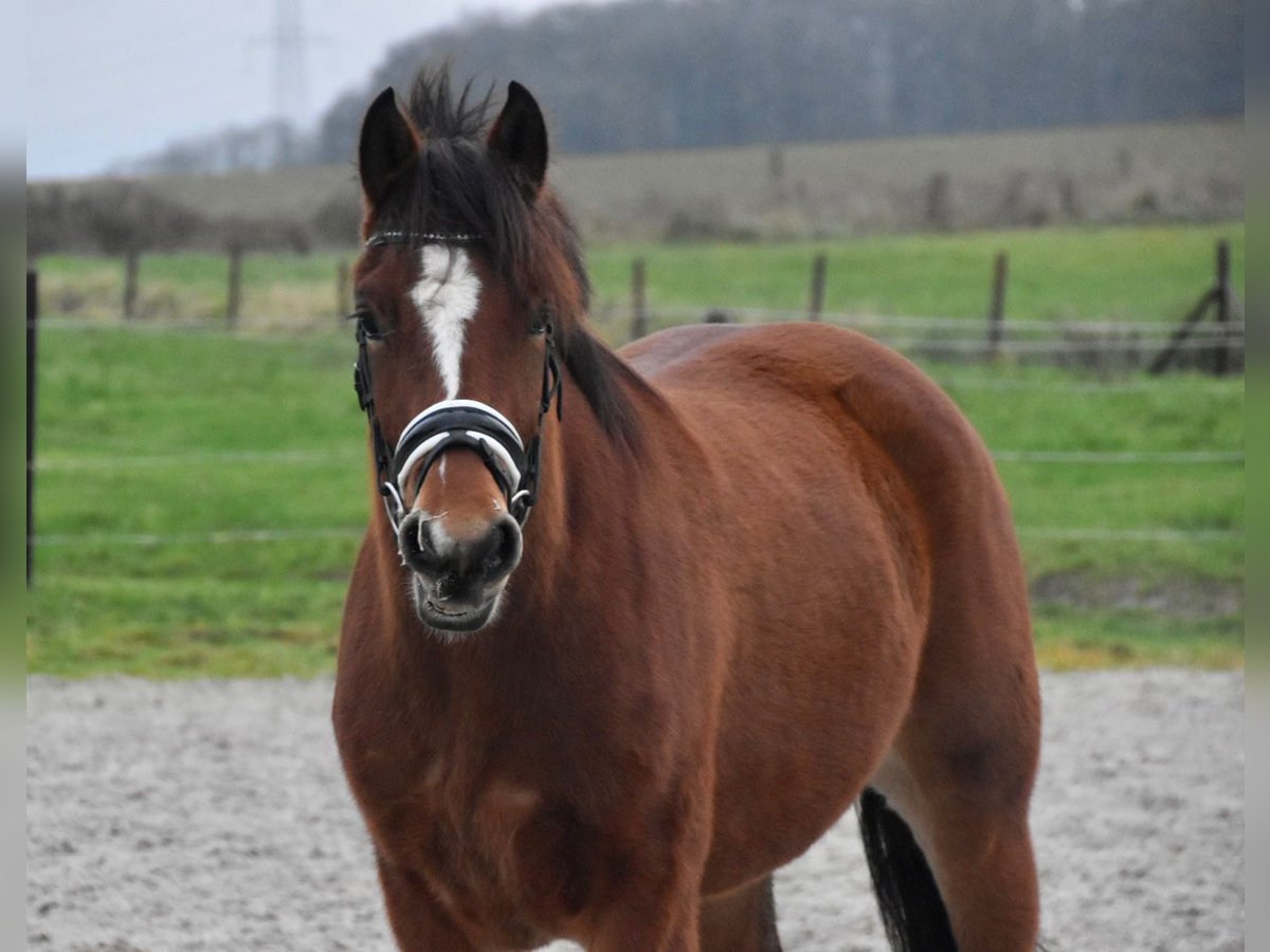 Freiberger Yegua 3 años 154 cm Castaño in Morsbach