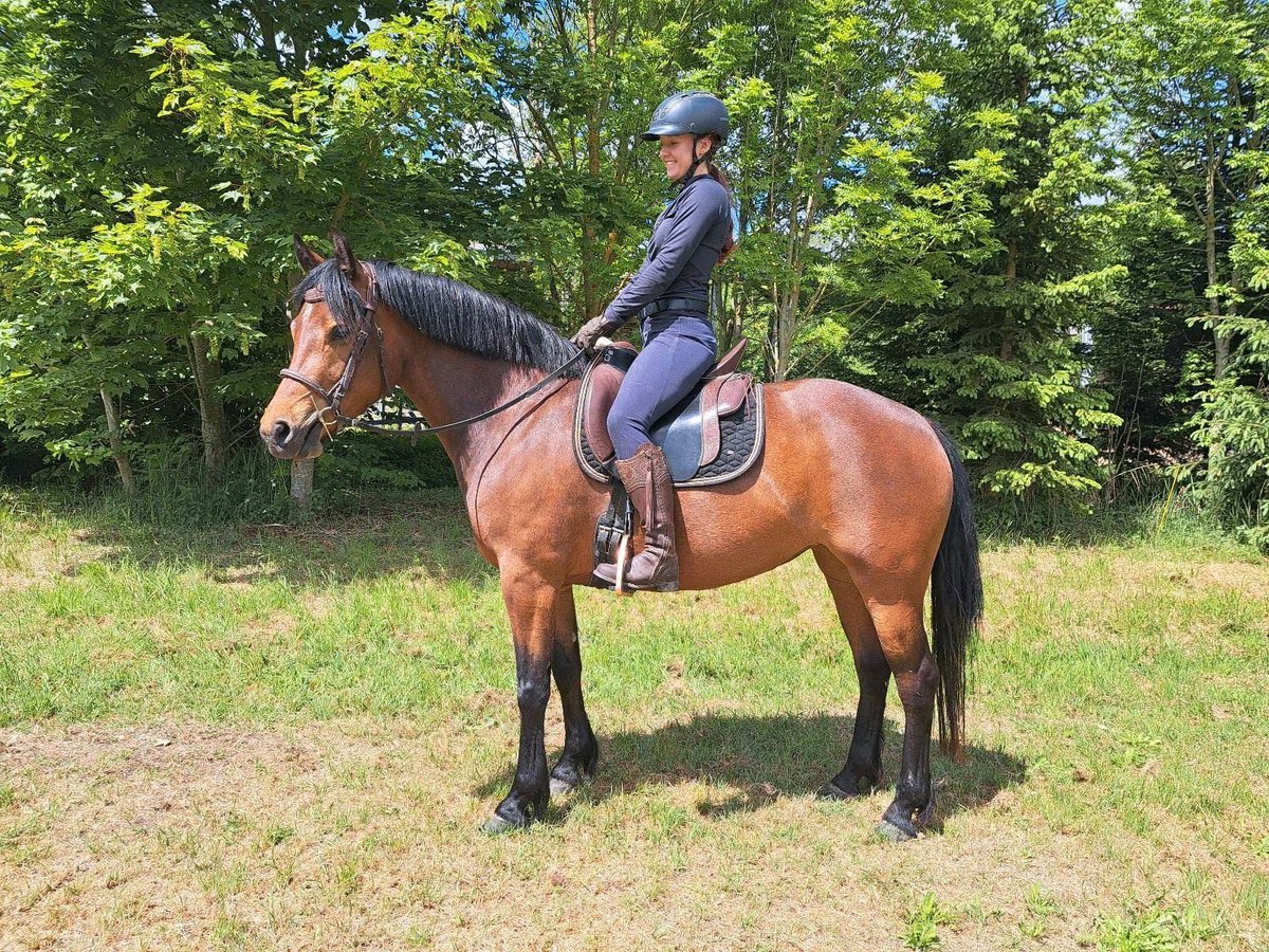 Freiberger Yegua 4 años 152 cm Castaño in Kasendorf