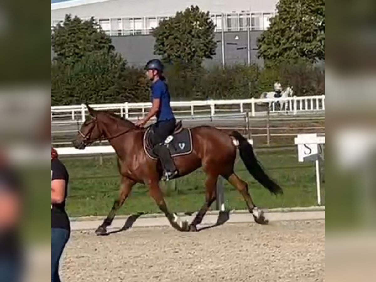 Freiberger Yegua 4 años 153 cm Castaño in Montfaucon