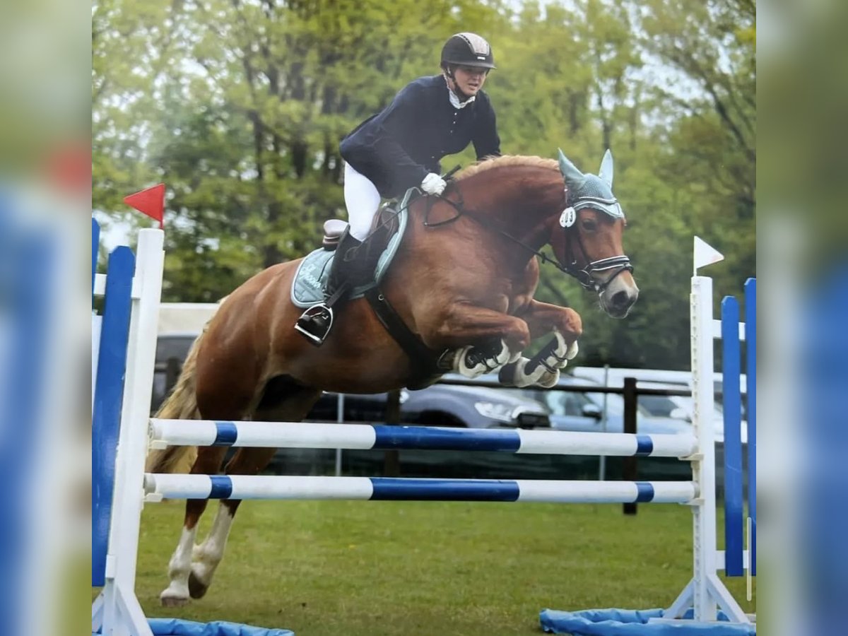 Freiberger Yegua  156 cm Alazán in Stoetze