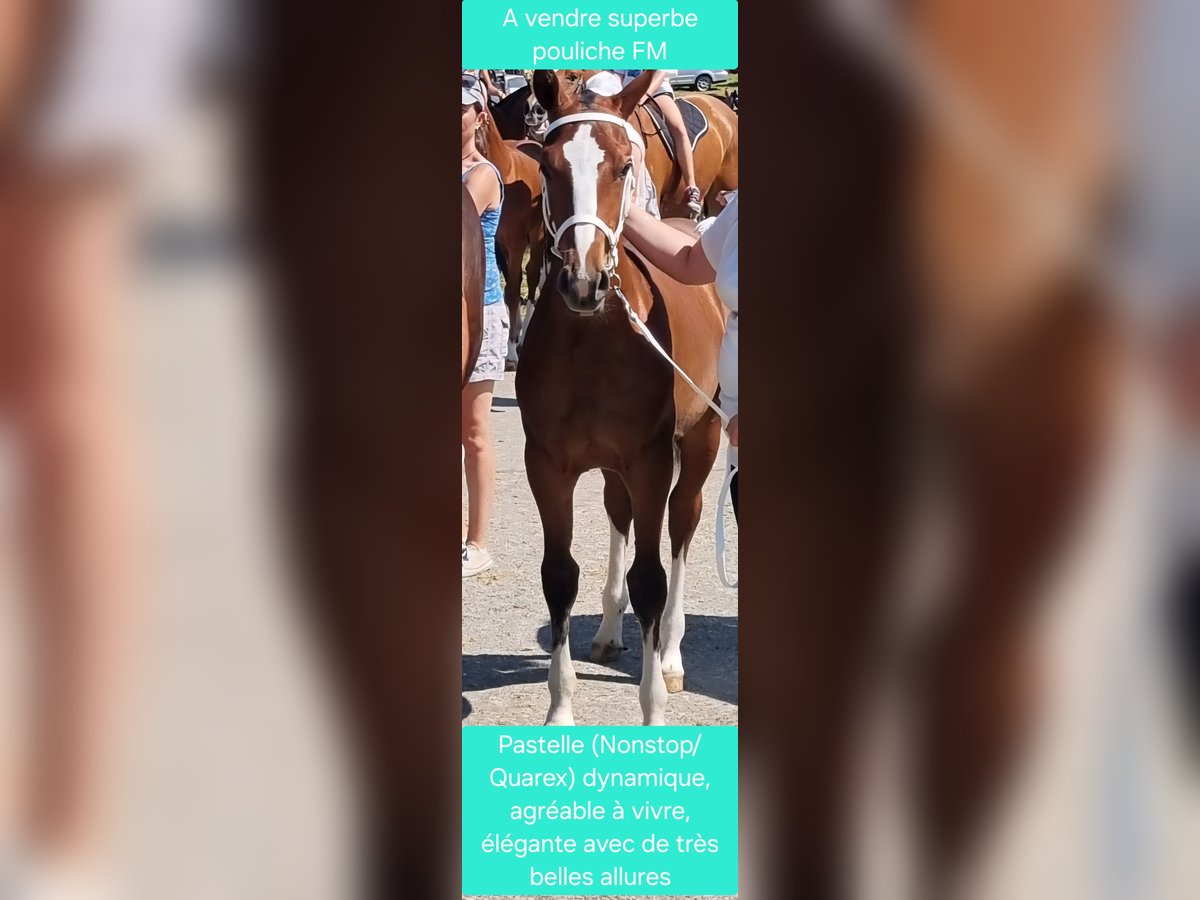Freiberger Yegua Potro (03/2025) Castaño in Le Noirmont Freiberger Yegua Potro (03/2025) Castaño in Le Noirmont