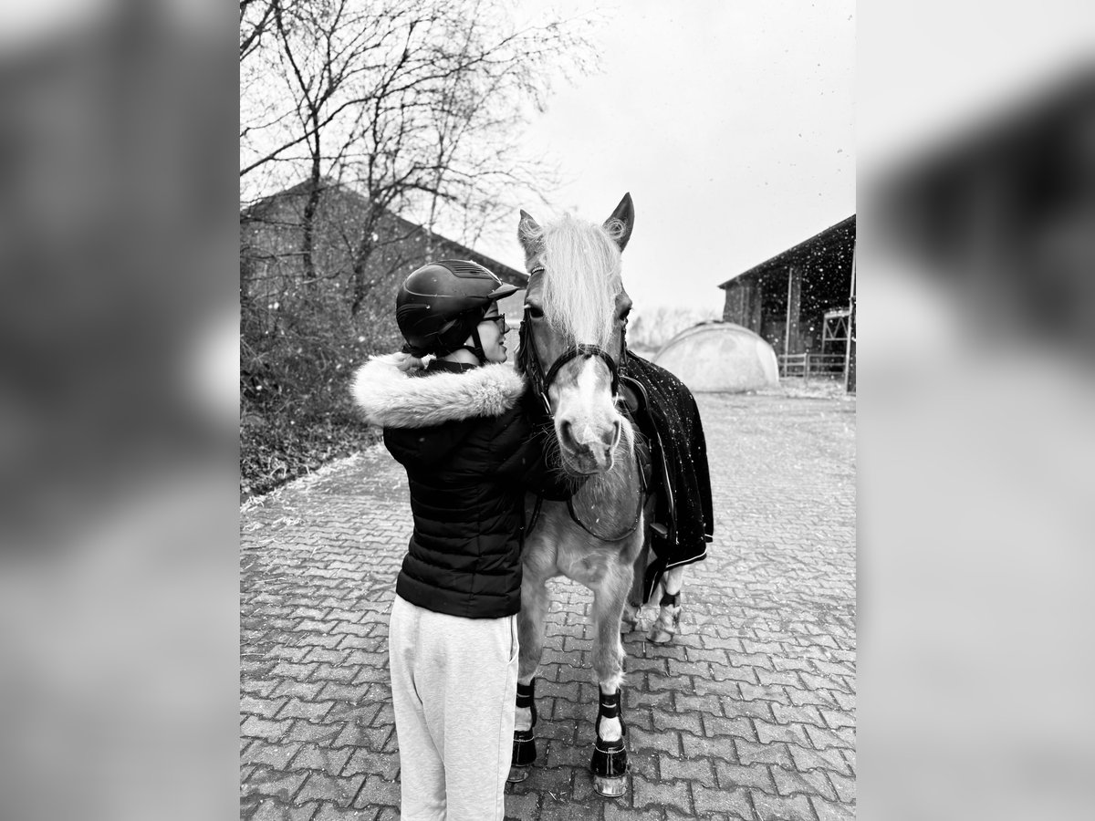 Freizeitpferd zum Ausreiten und Liebhaben gesucht!