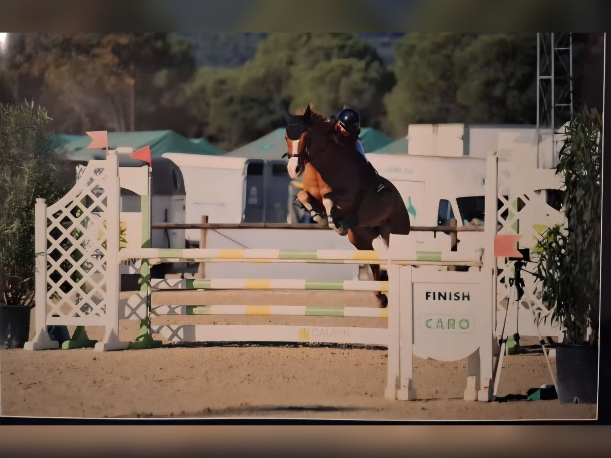 French riding pony Gelding 10 years 14,2 hh Chestnut-Red in Pertuis