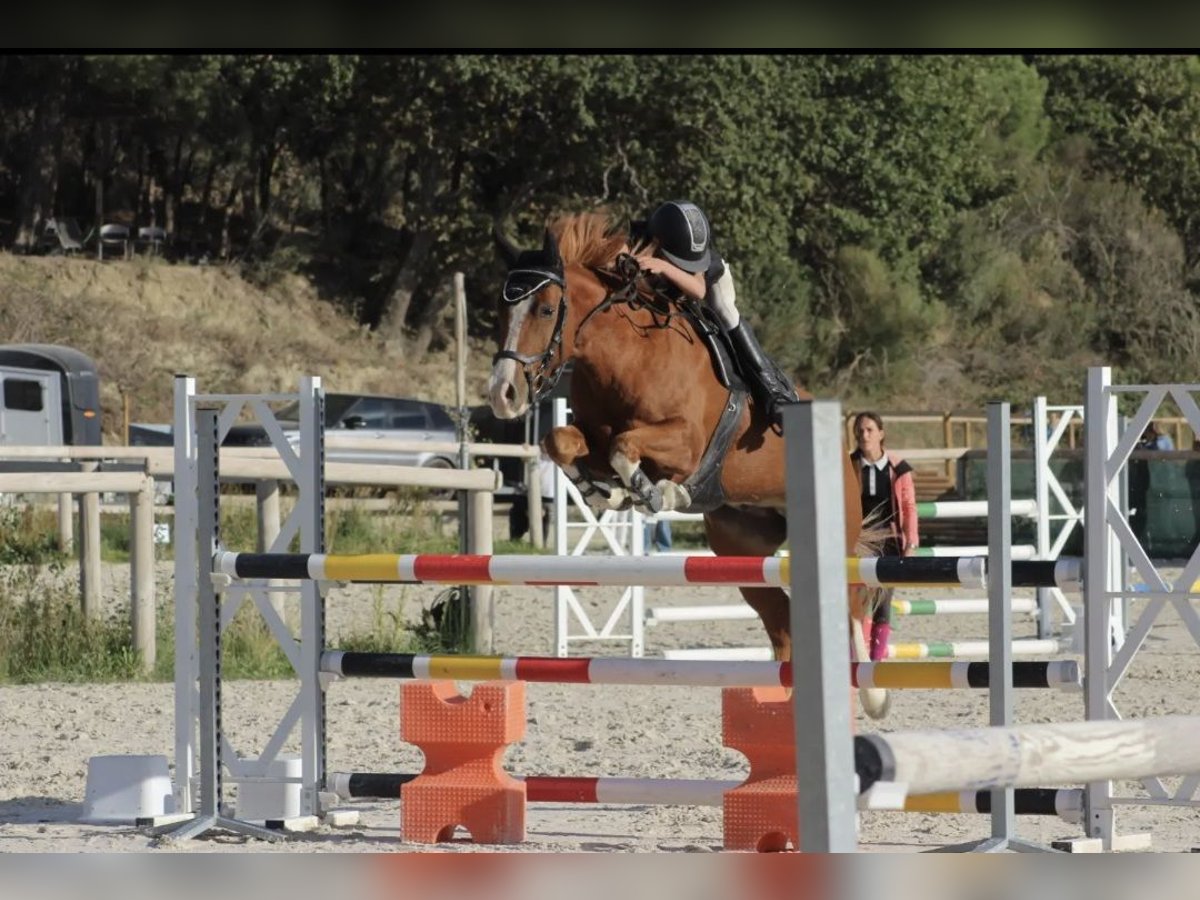 French riding pony Gelding 10 years 14,2 hh Chestnut-Red in Pertuis