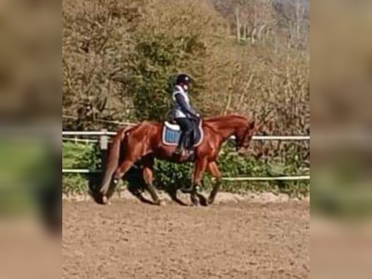 French riding pony Gelding 10 years 15 hh Chestnut-Red in Servant