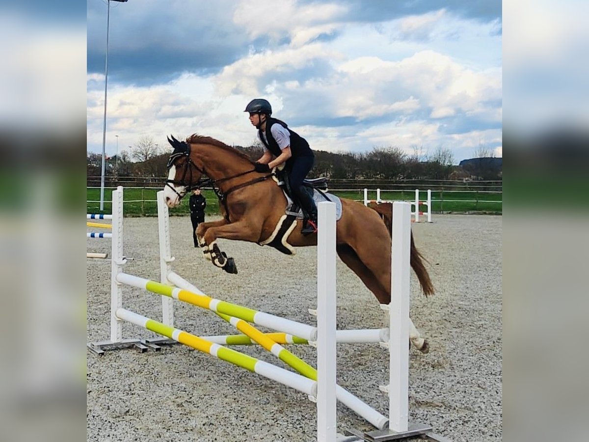 French riding pony Gelding 11 years 14,2 hh Chestnut-Red in Wiesendangen