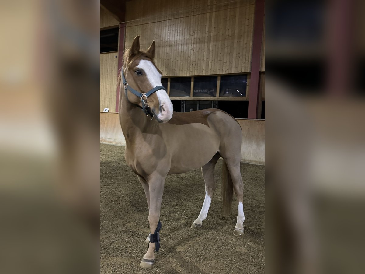 French riding pony Gelding 11 years 14,2 hh Chestnut-Red in Wiesendangen