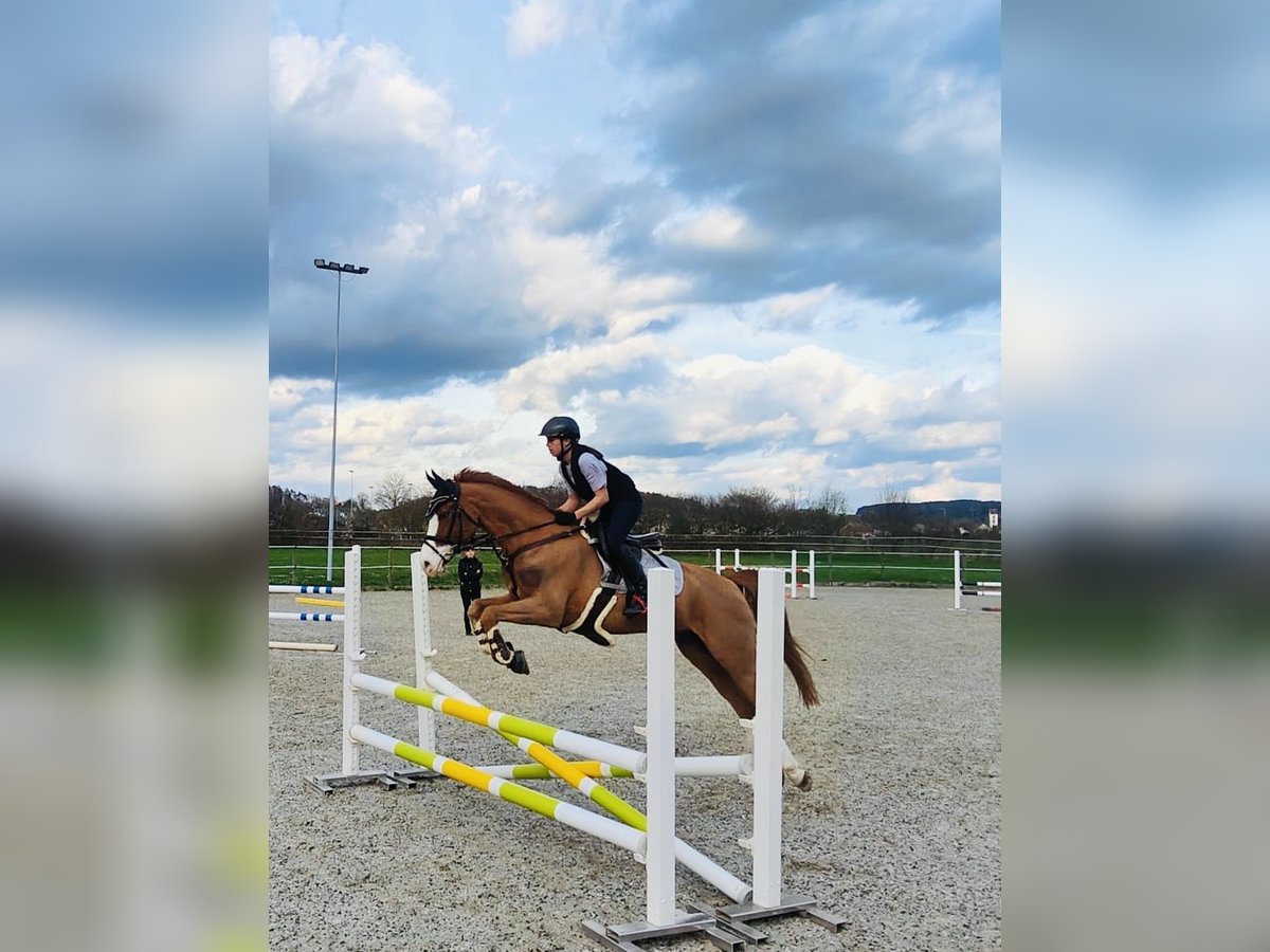 French riding pony Gelding 12 years 14,2 hh Chestnut-Red in Wiesendangen