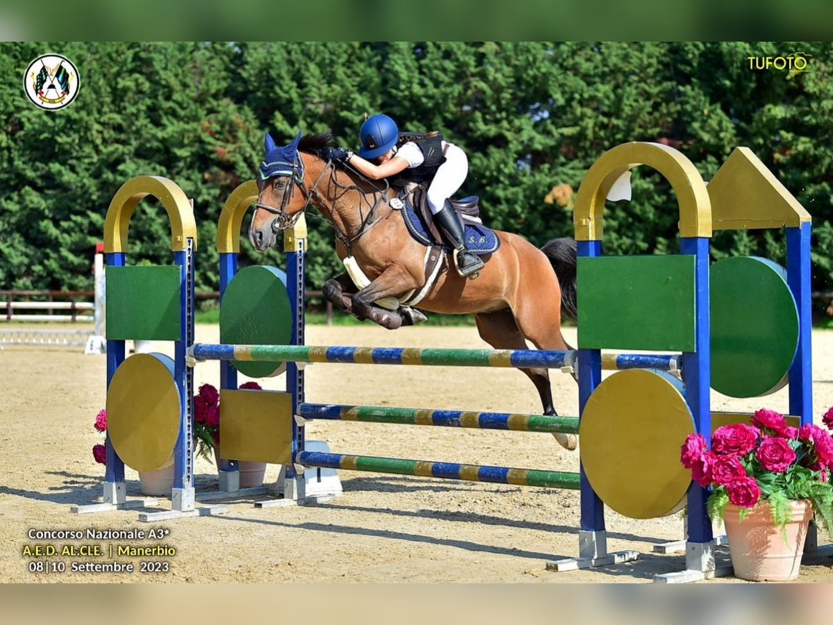 French riding pony Gelding 13 years 14,1 hh Brown in Albuzzano