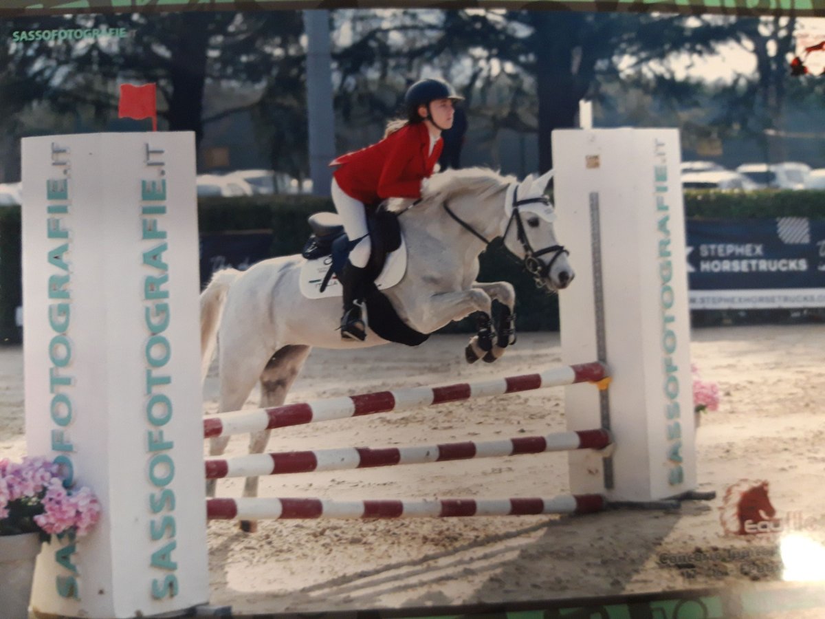 French riding pony Gelding 14 years 13,2 hh Gray in None