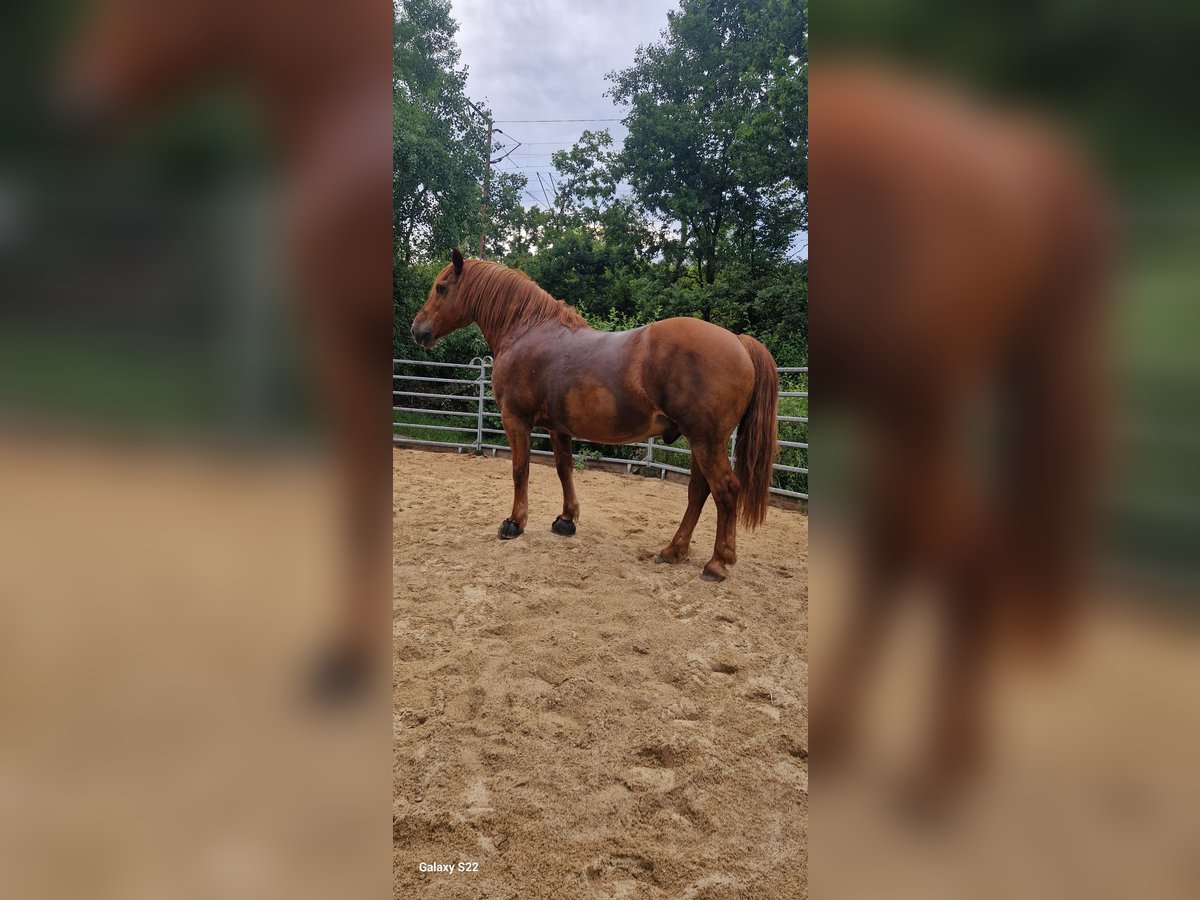 French riding pony Mix Gelding 14 years 15,1 hh Chestnut-Red in Netphen