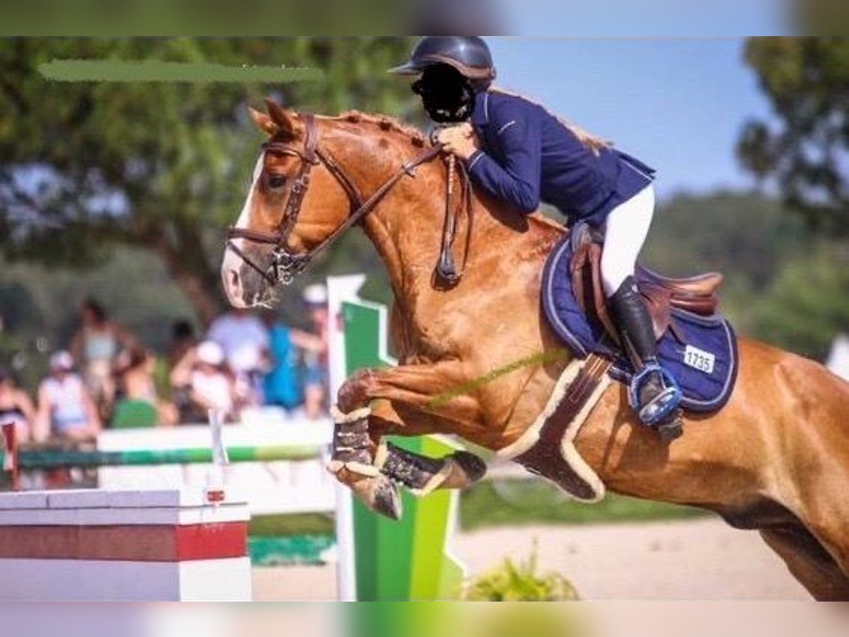 French riding pony Gelding 15 years 14,1 hh Chestnut-Red in TrecellaTruccazzano