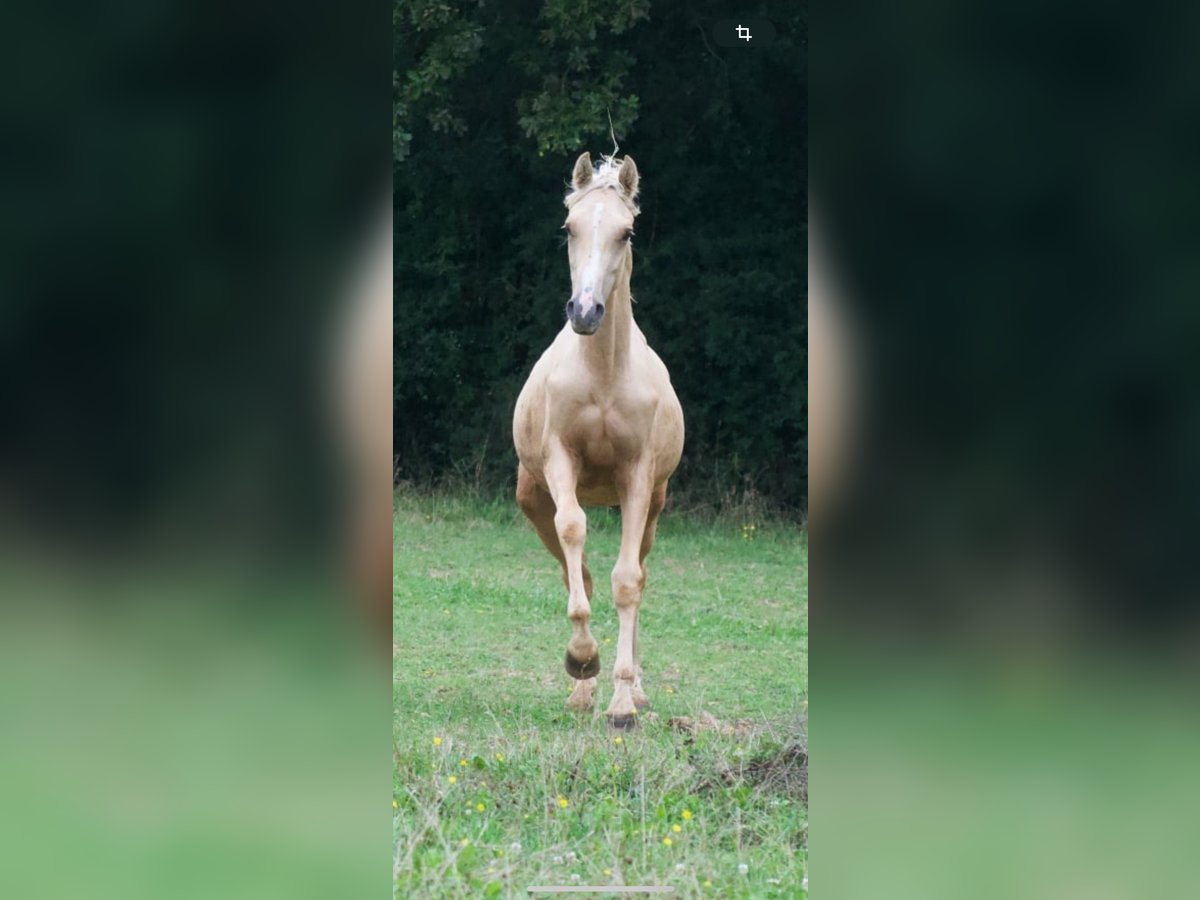 French riding pony Gelding 1 year 14 hh Palomino in Savigny-sur-Braye