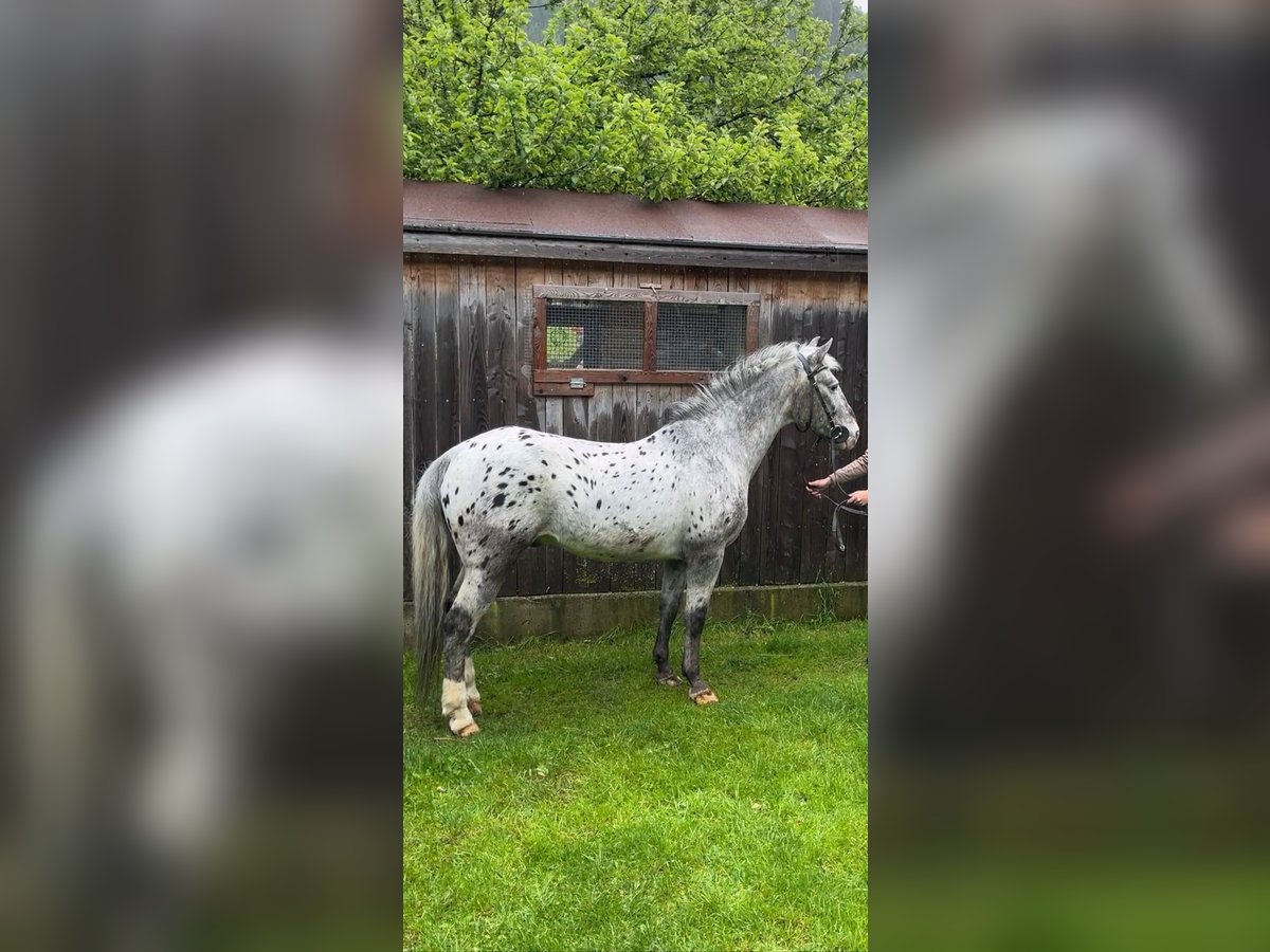 French riding pony Gelding 20 years 14,2 hh Leopard-Piebald in Großarl French riding pony Gelding 20 years 14,2 hh Leopard-Piebald in Großarl
