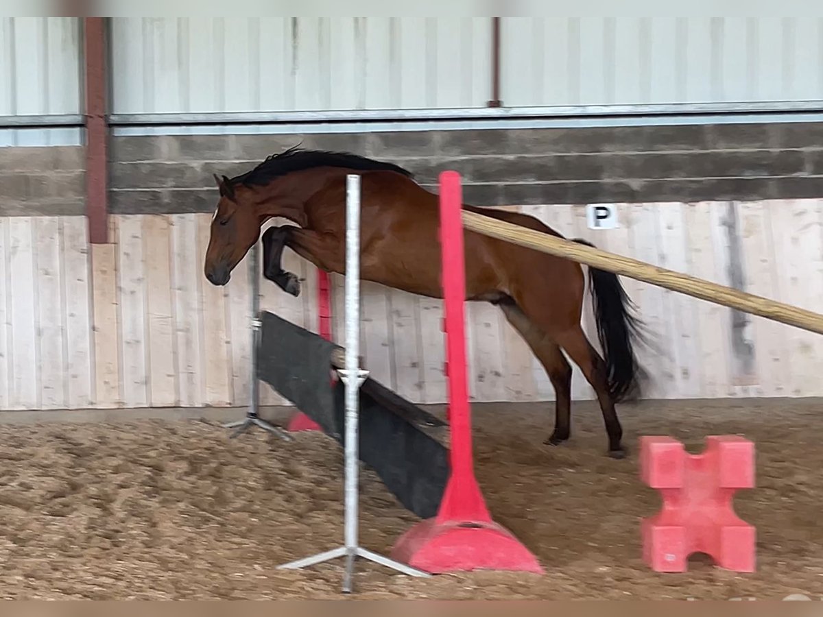 French riding pony Gelding 3 years 15 hh Brown in NAIVES EN BLOIS