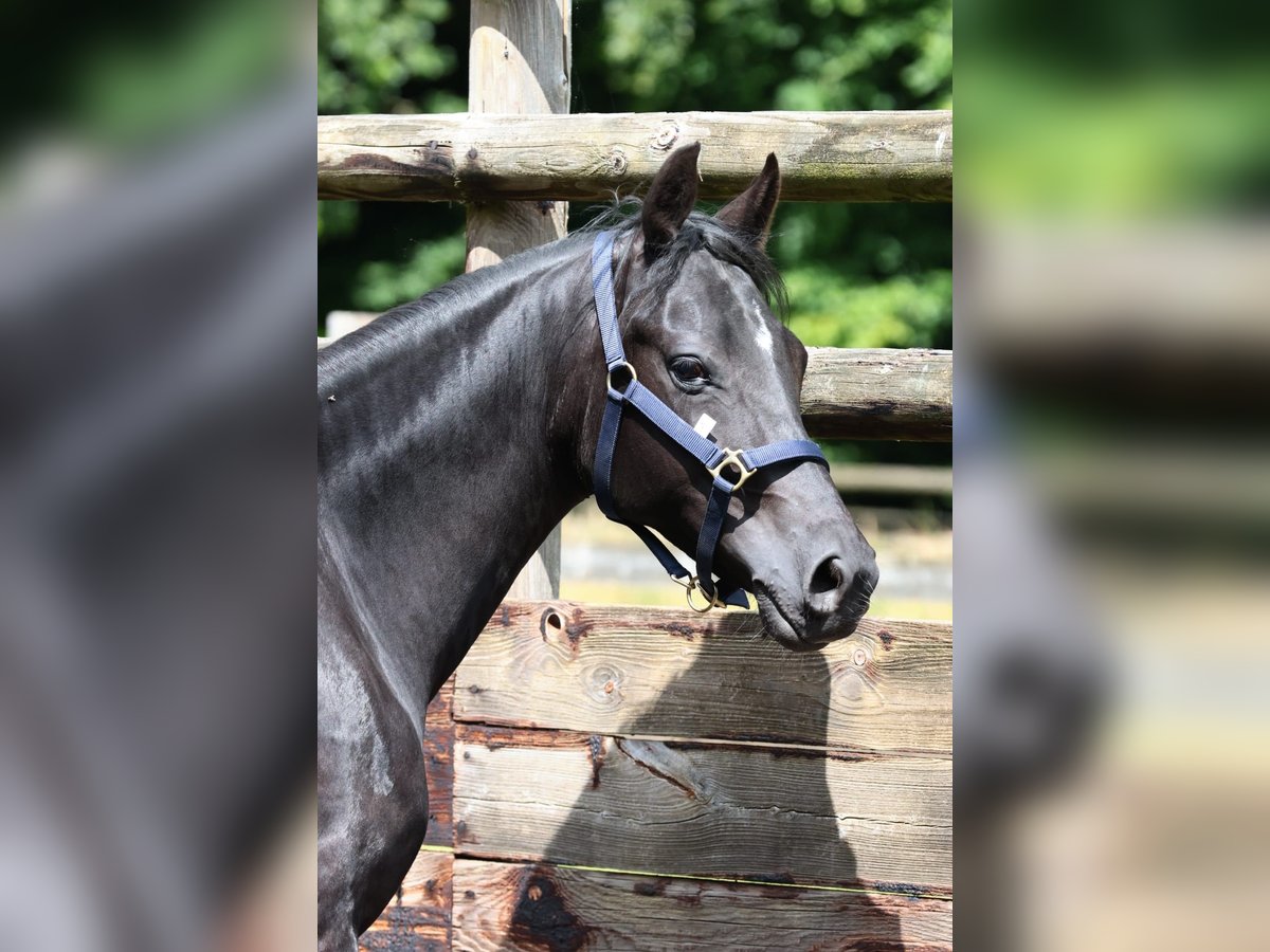 French riding pony Gelding 4 years 14,1 hh Black in Beuzeville