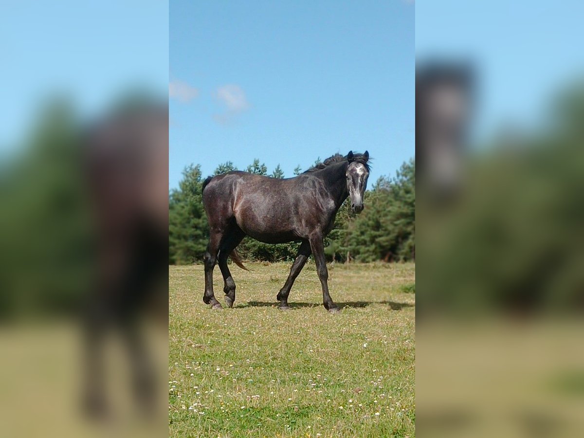 French riding pony Gelding 5 years 14,1 hh Gray in saint martin du bois. Segre