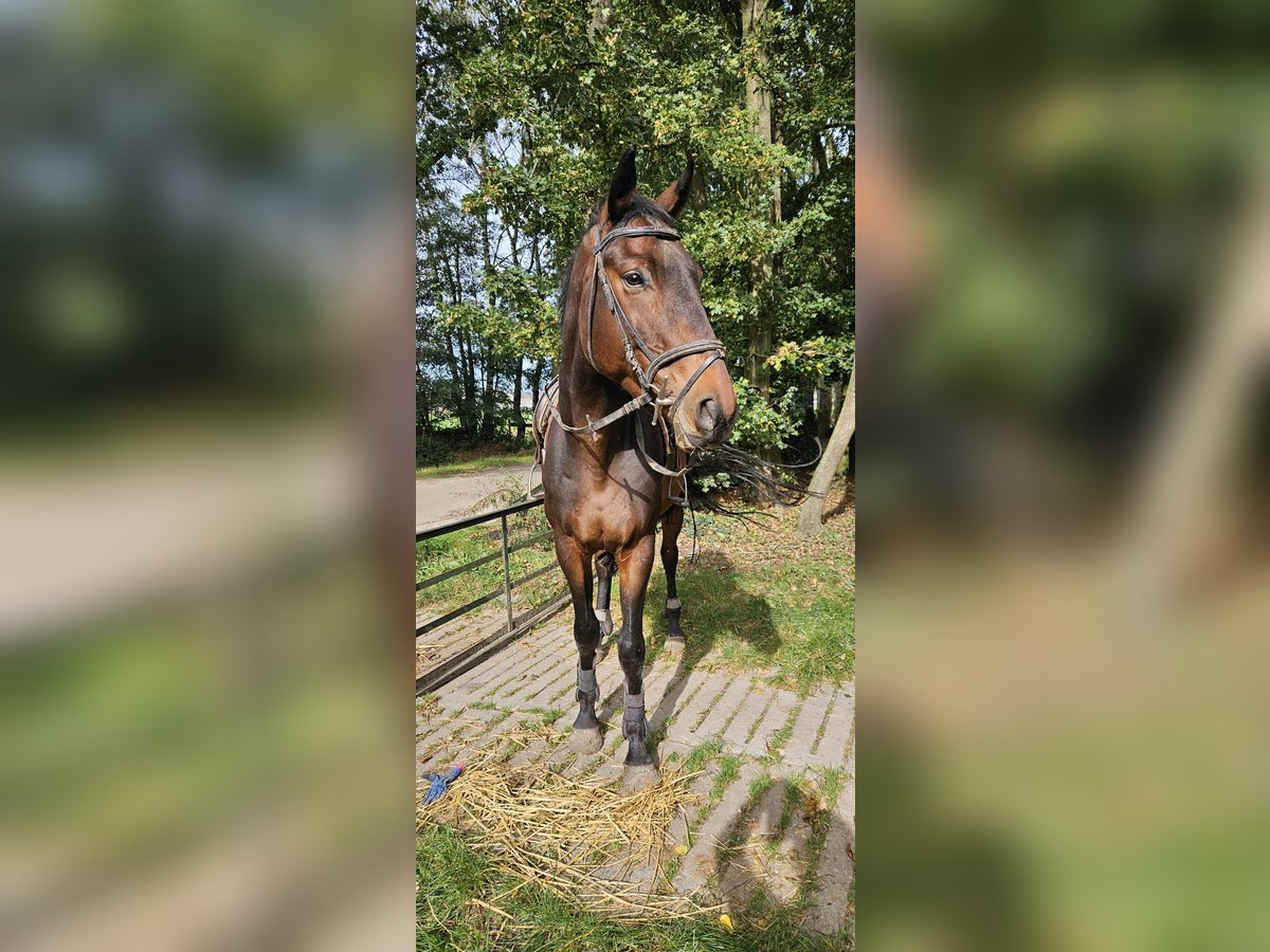 French riding pony Gelding 6 years 16,2 hh Brown in Susteren