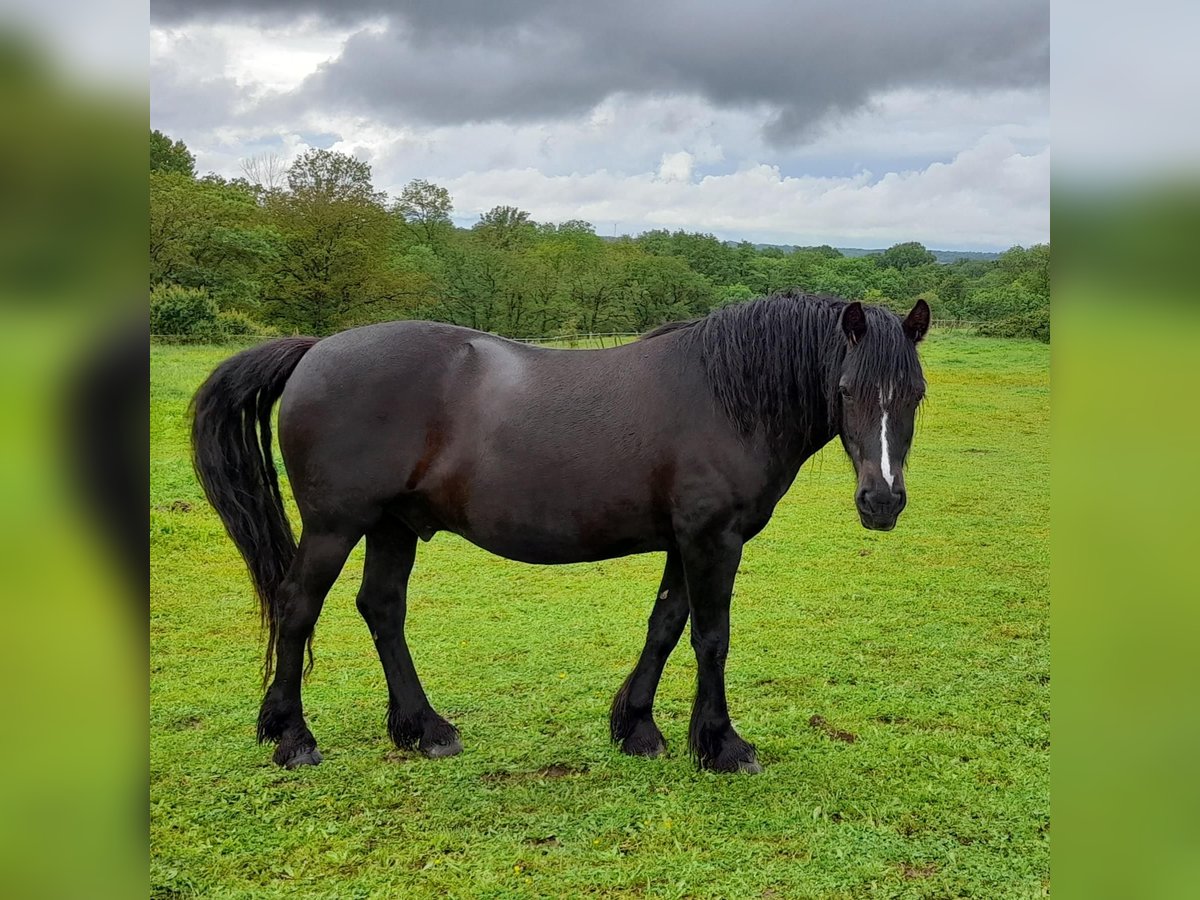 French riding pony Gelding 7 years 14,1 hh Black in AMAILLOUX