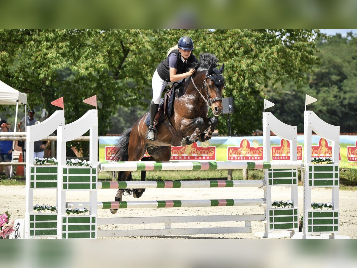French riding pony Gelding 8 years 14,2 hh Smoky-Black in Strasbourg