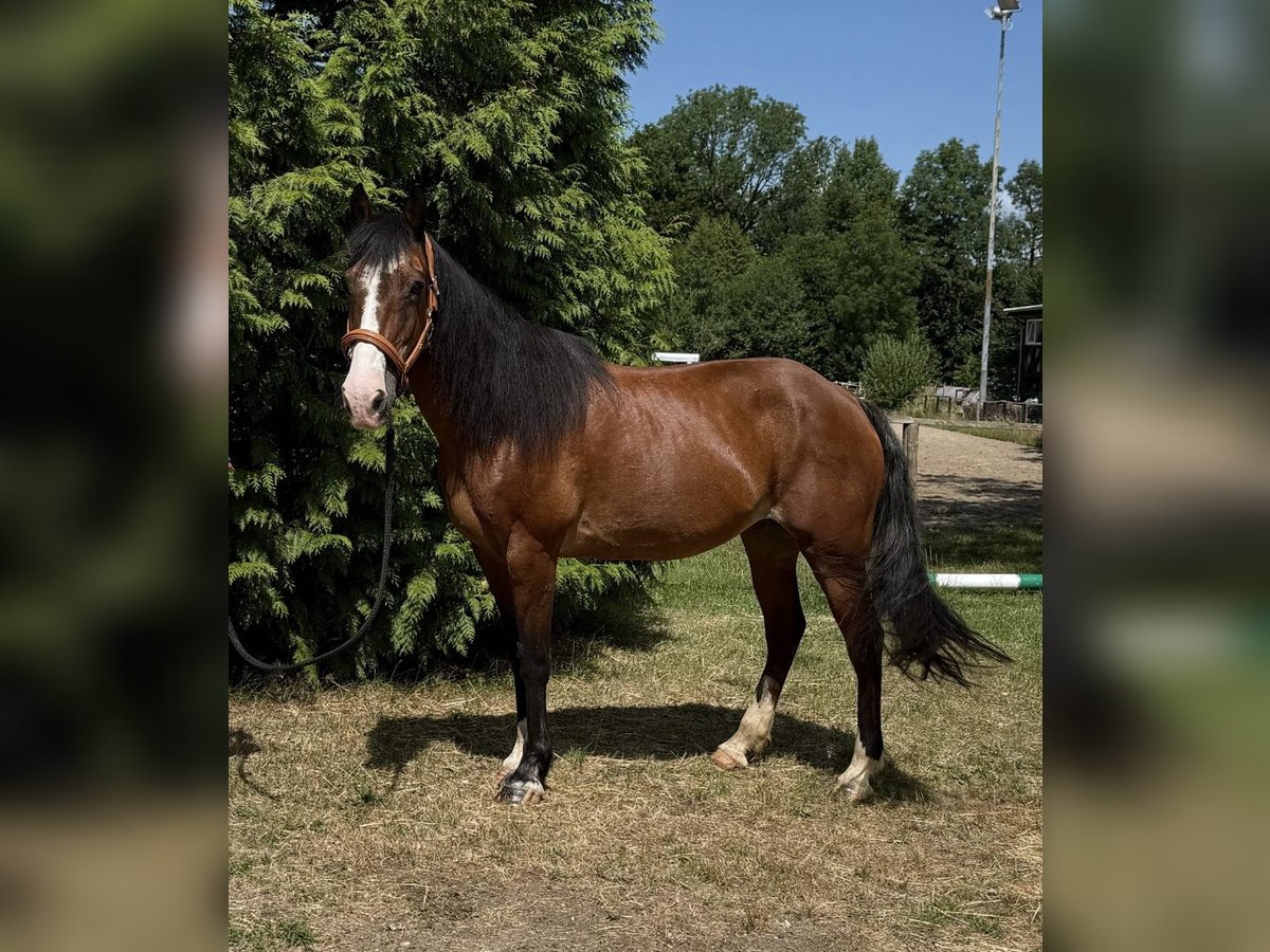 French riding pony Mix Mare 10 years 14,3 hh Brown in Windhagen