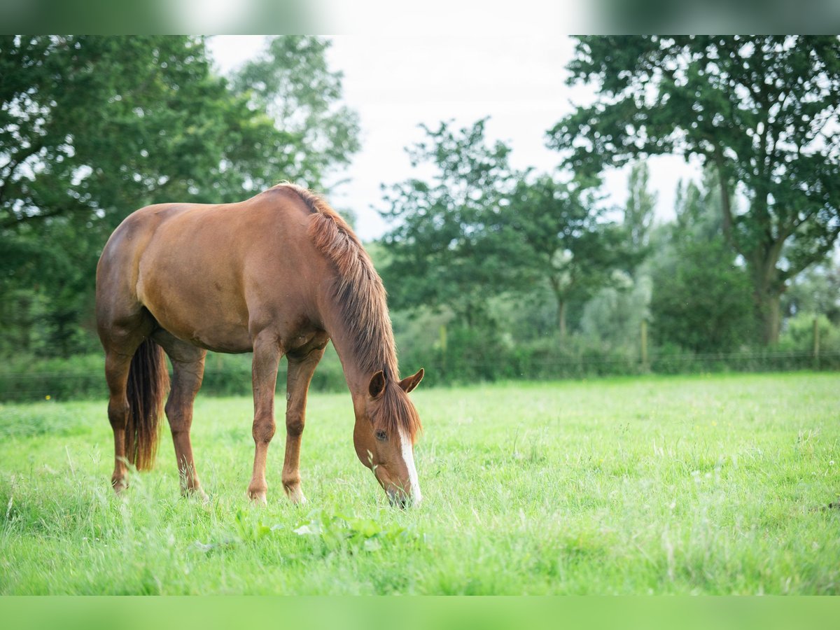 French riding pony Mare 10 years 16 hh Chestnut-Red in Brugge