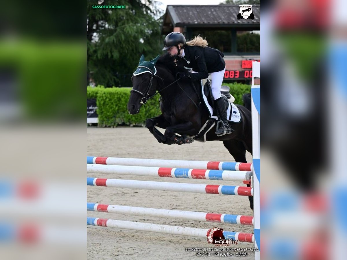 French riding pony Mare 11 years 14,2 hh Bay-Dark in Bergamo