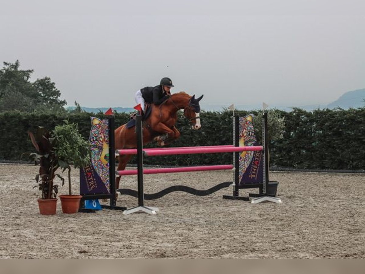 French riding pony Mare 11 years 14,2 hh Chestnut-Red in Bergem