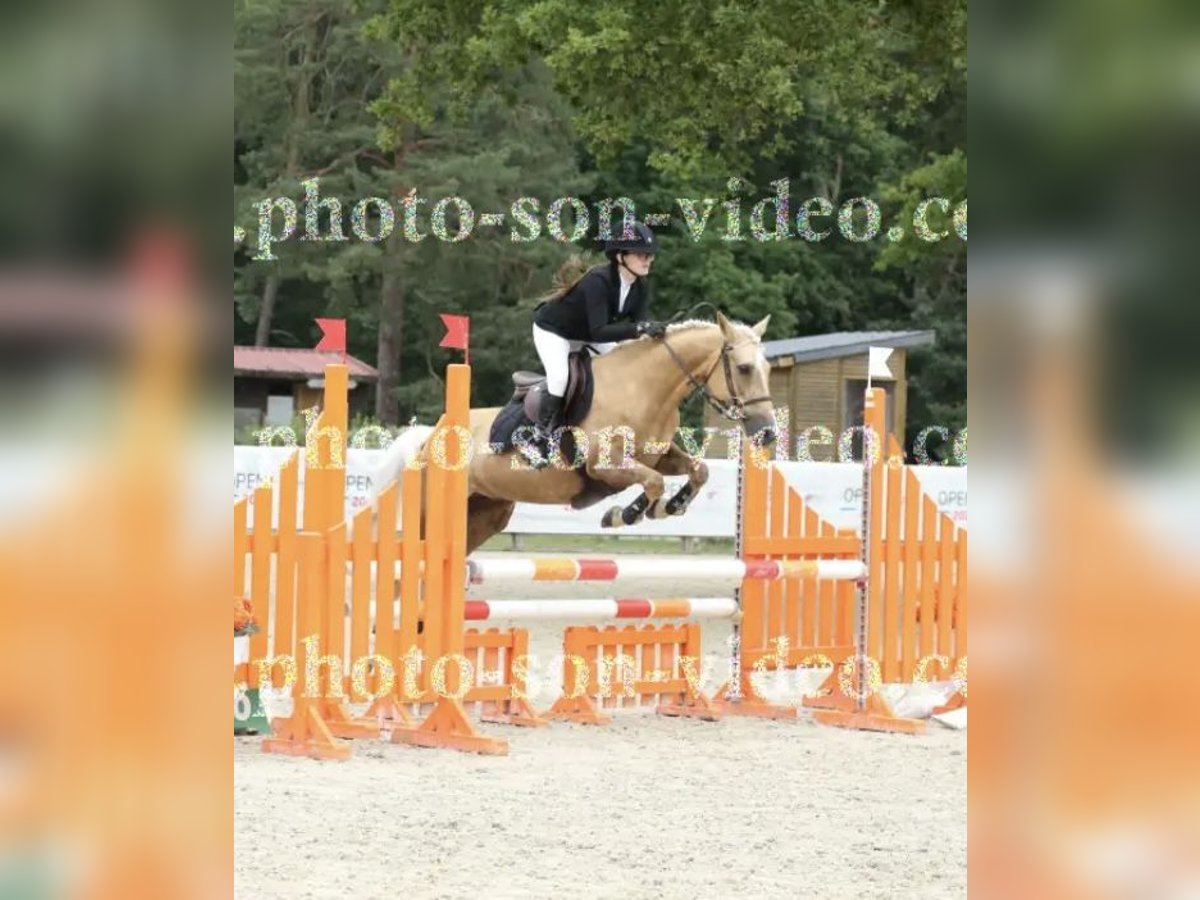 French riding pony Mare 12 years 14,2 hh Palomino in Rouilly