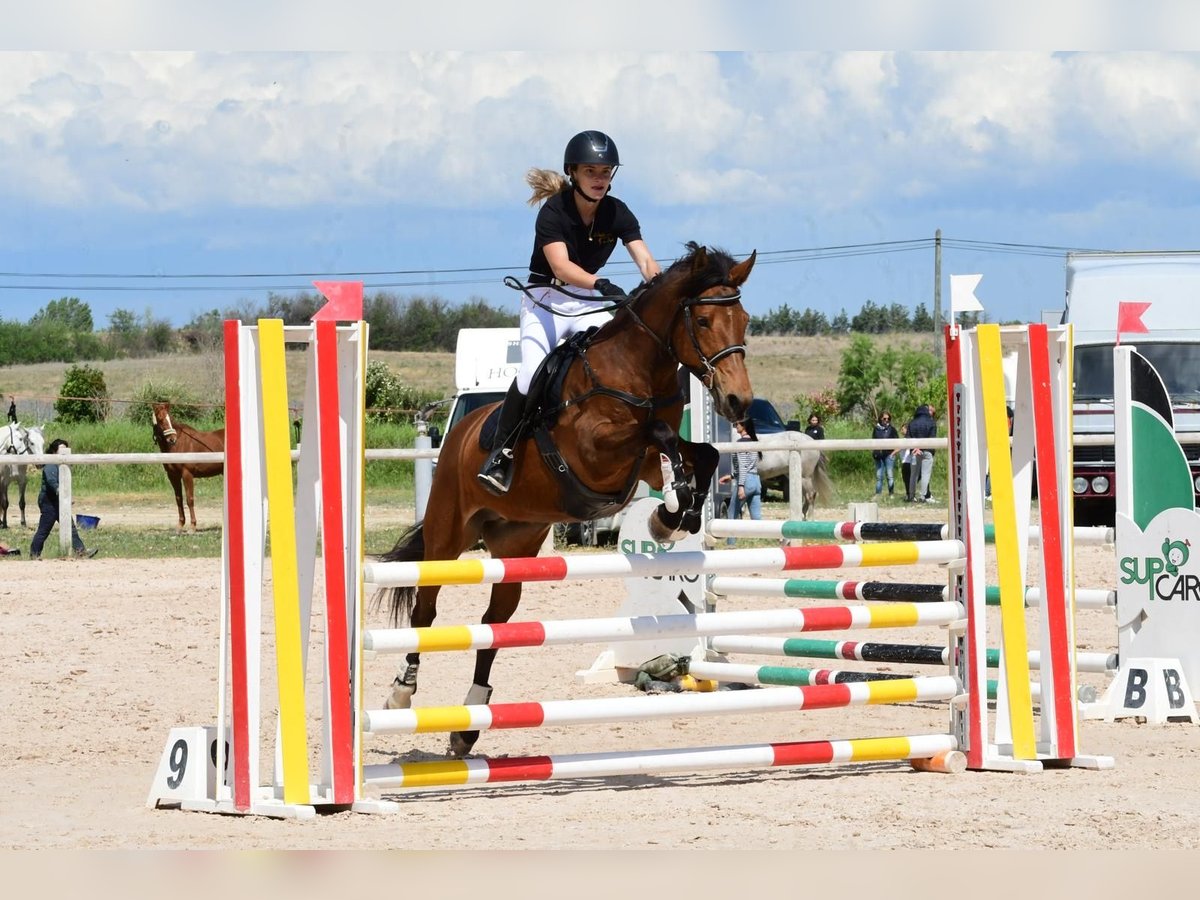 French riding pony Mare 12 years 14,2 hh Brown in Servian