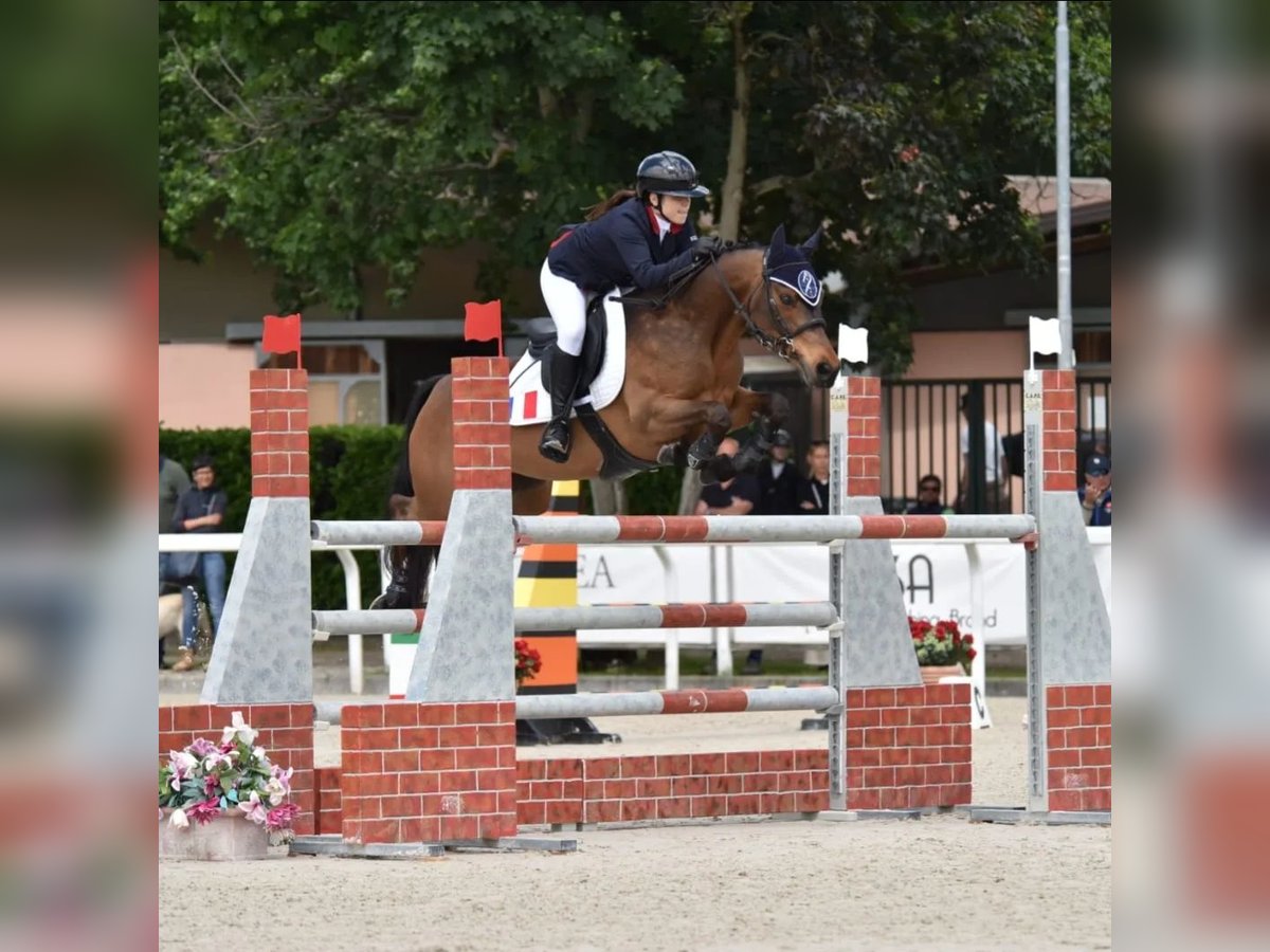 French riding pony Mare 14 years 14,2 hh Brown in Montpellier