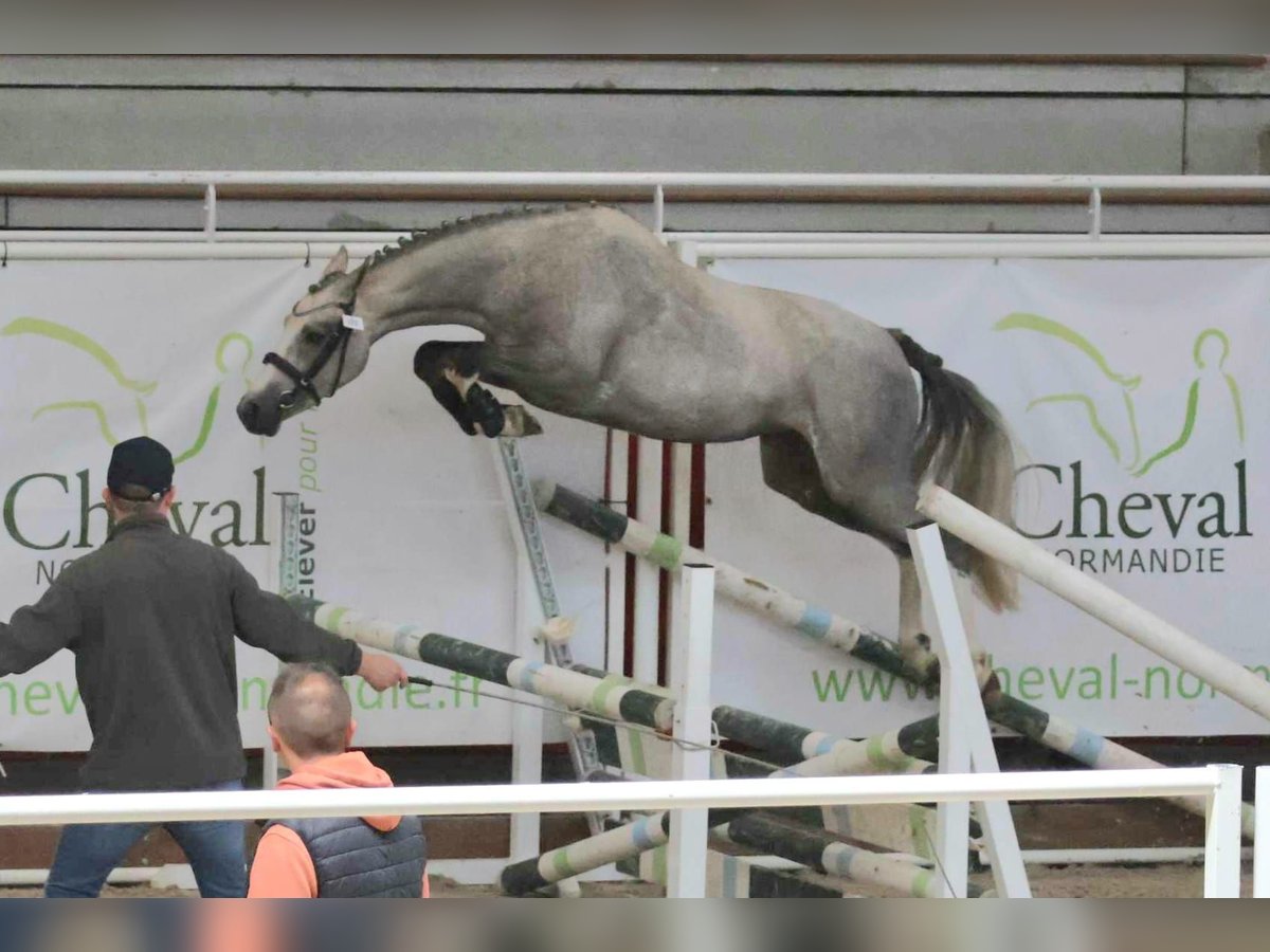 French riding pony Mare 3 years 13,2 hh Gray-Fleabitten in Vannes