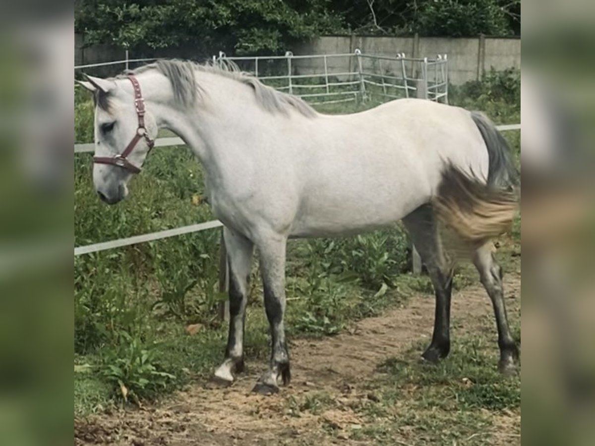 French riding pony Mare 4 years 14 hh in Saint Leger En Yvelines