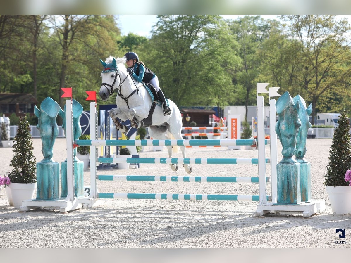 French riding pony Stallion 11 years 14,2 hh Gray in milano