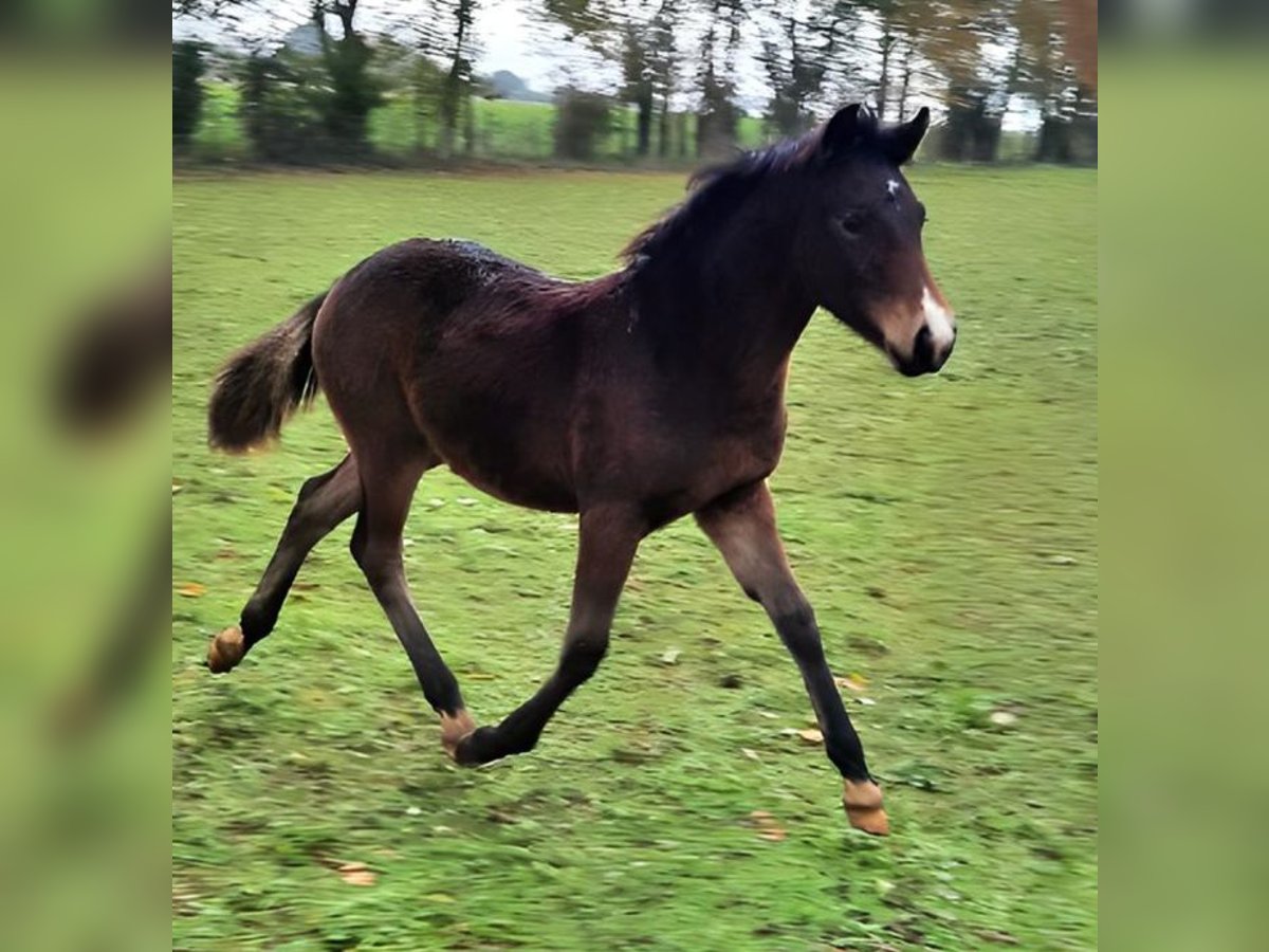 French riding pony Stallion 1 year Brown in saint Calez en Saosnois