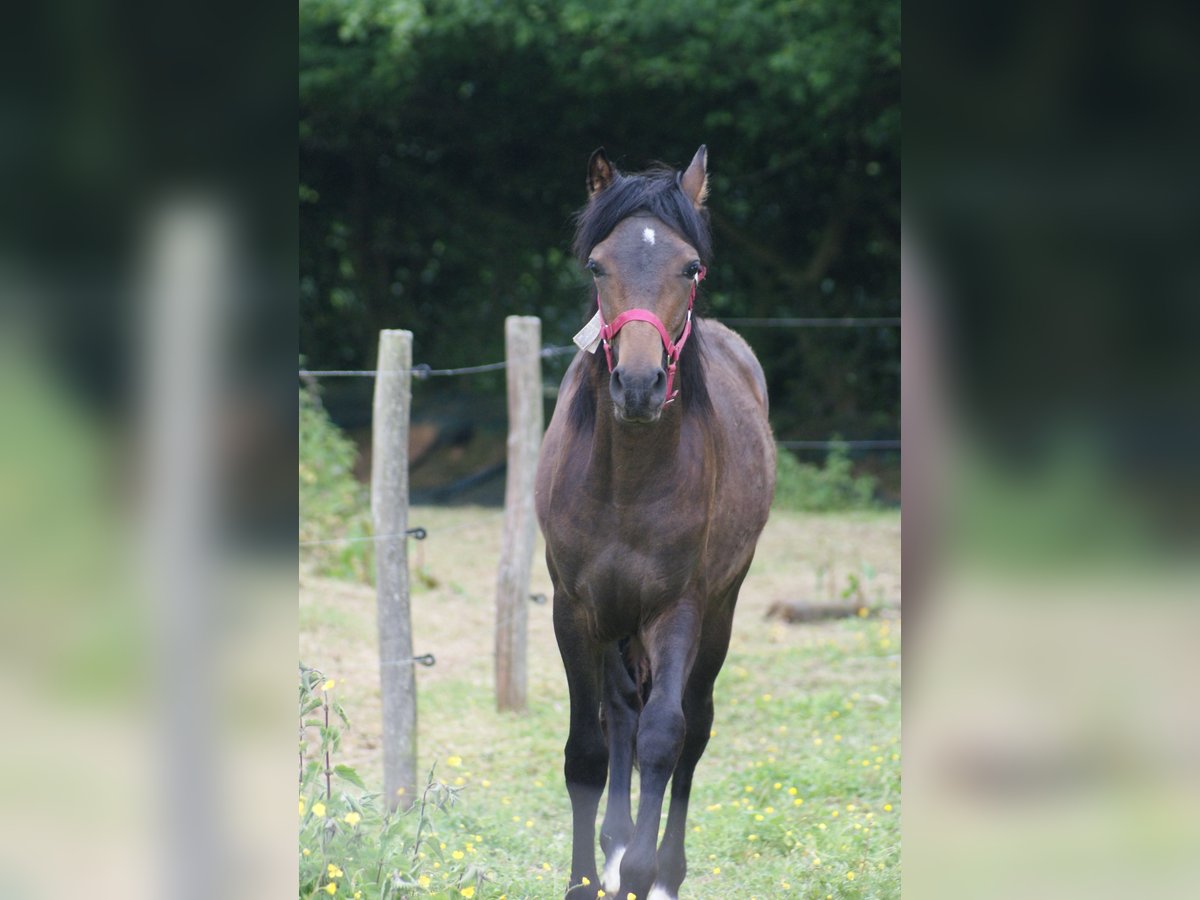 French riding pony Stallion 1 year Brown in Bolbec