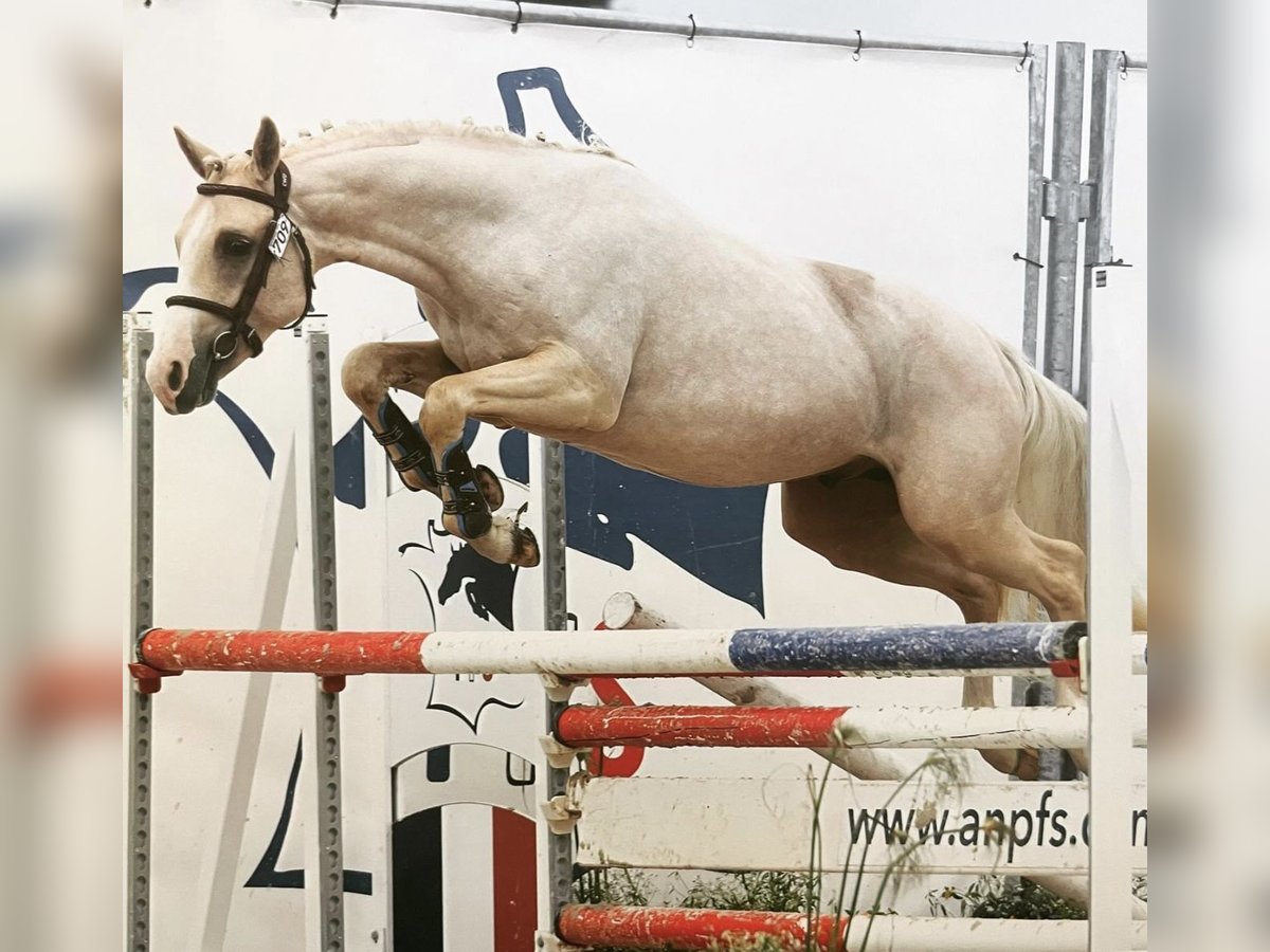 French riding pony Stallion 5 years 14,1 hh Palomino in Bonnut