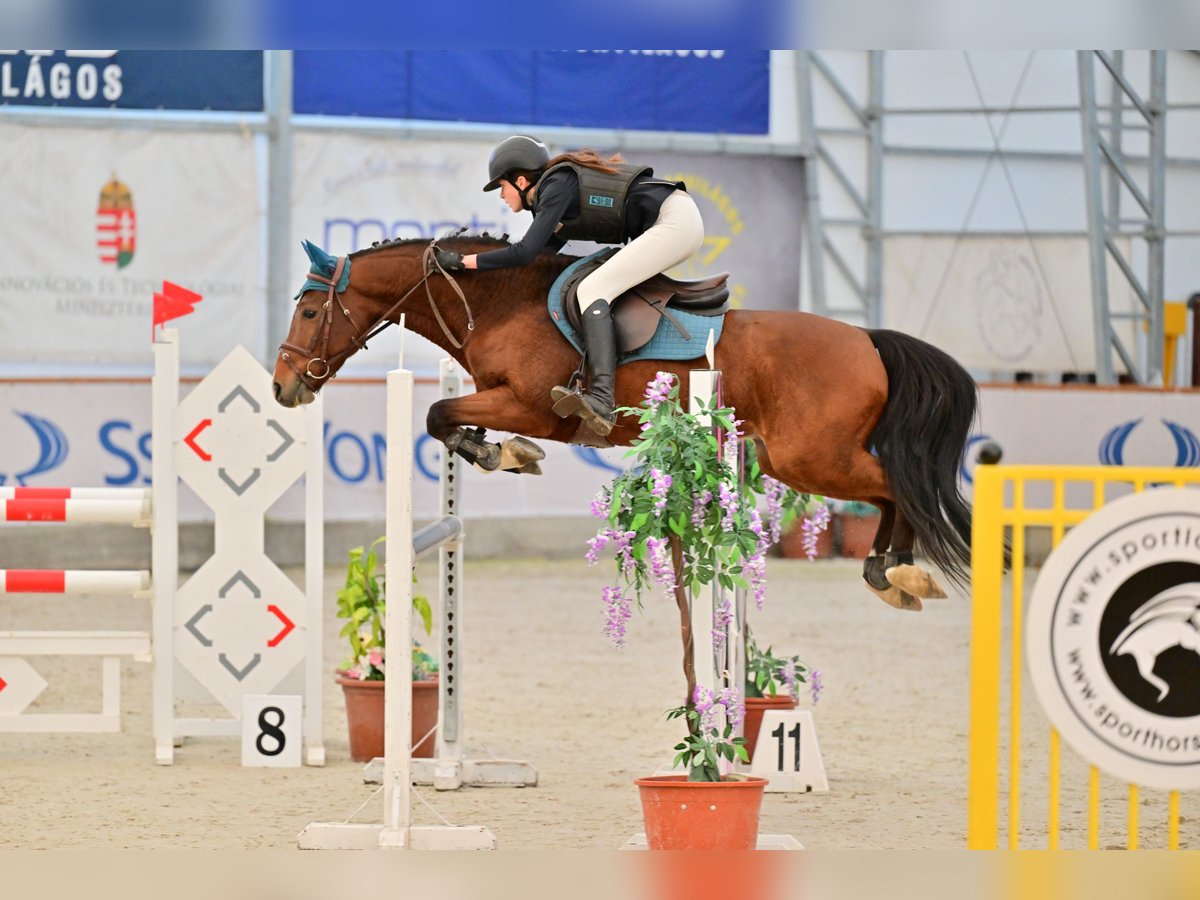 French riding pony Stallion 9 years 14,1 hh Bay in T&#xF6;k