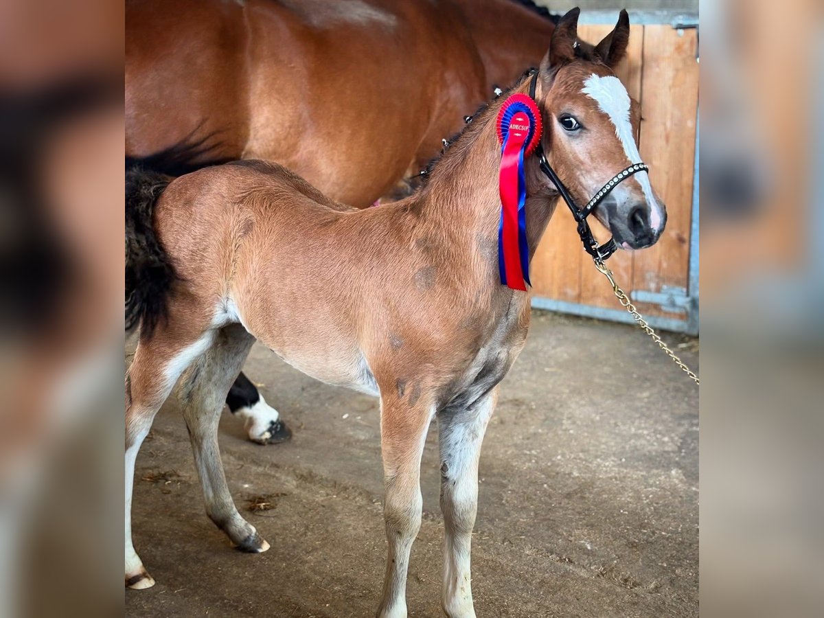 French riding pony Stallion Foal (05/2025) Brown in Saint Just Sauvage