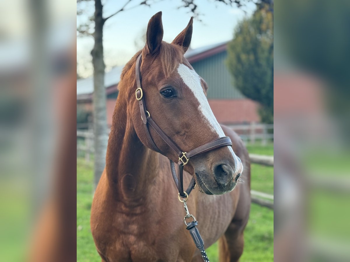 French Trotter Gelding 10 years 15,2 hh Chestnut-Red in Bottrop