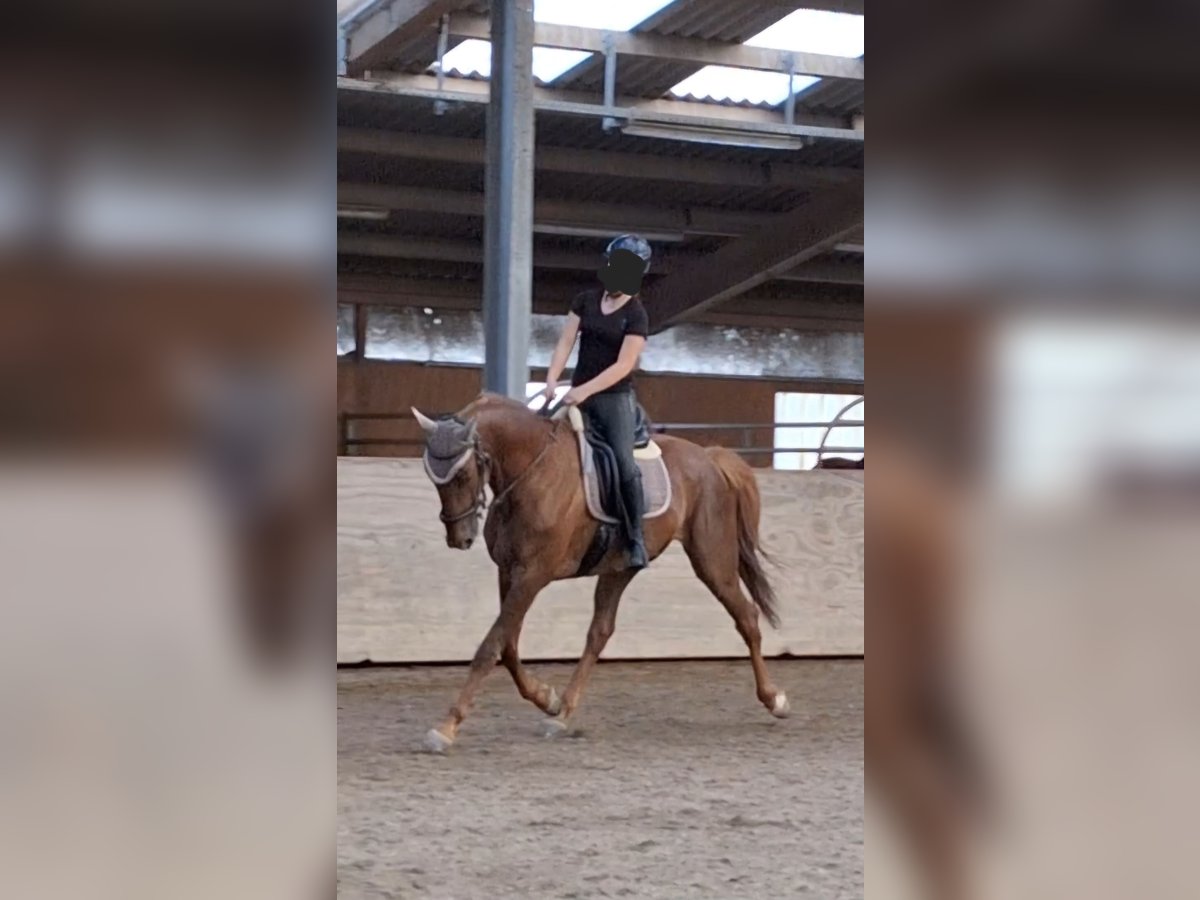 French Trotter Gelding 10 years 15,3 hh Chestnut-Red in Endingen am Kaiserstuhl