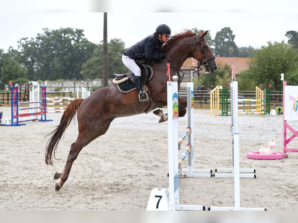 French Trotter Gelding 10 years 15,3 hh Chestnut in Goutti&#xE8;res