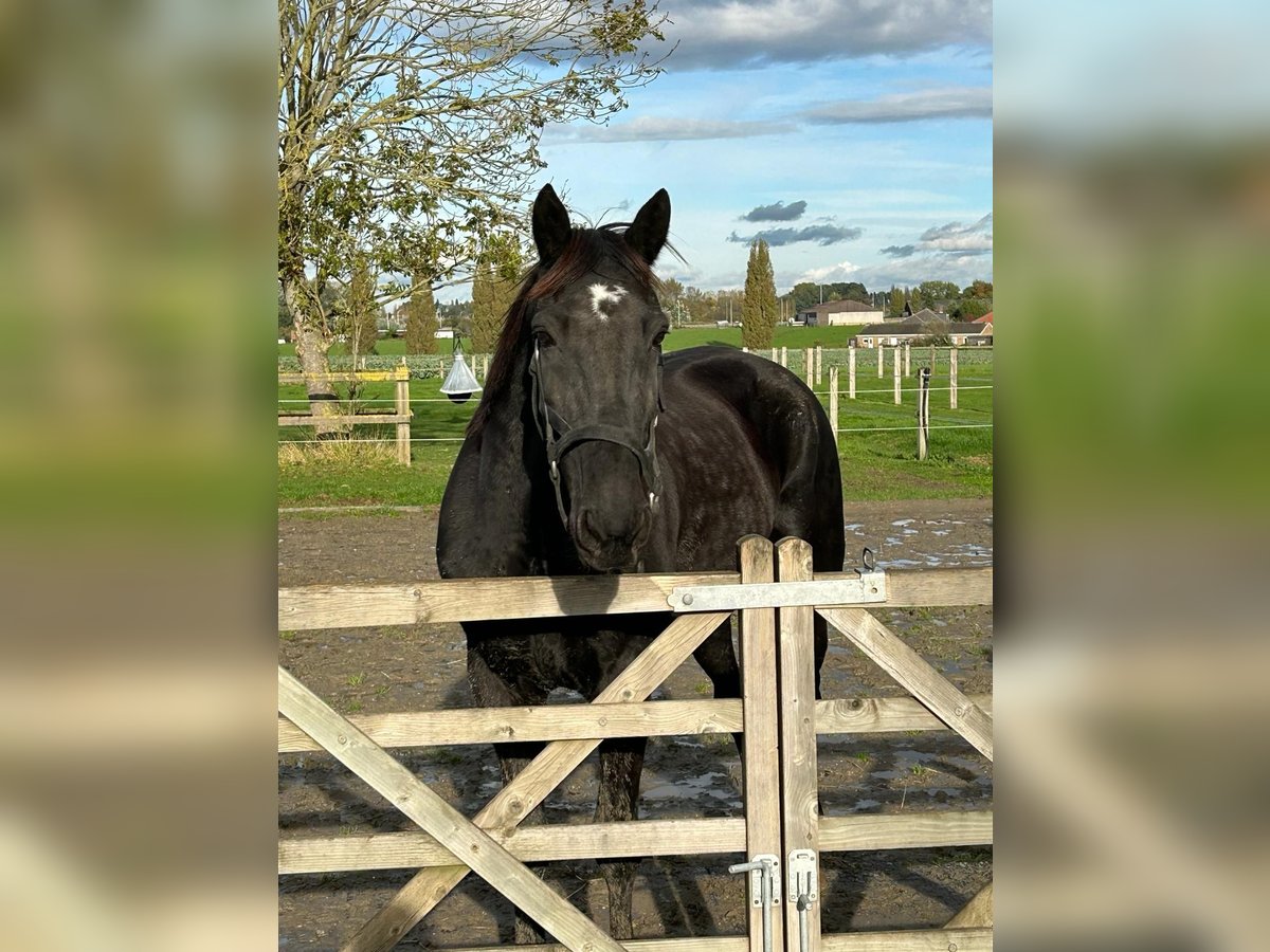 French Trotter Mix Gelding 11 years 16,2 hh Smoky-Black in Aalbeke
