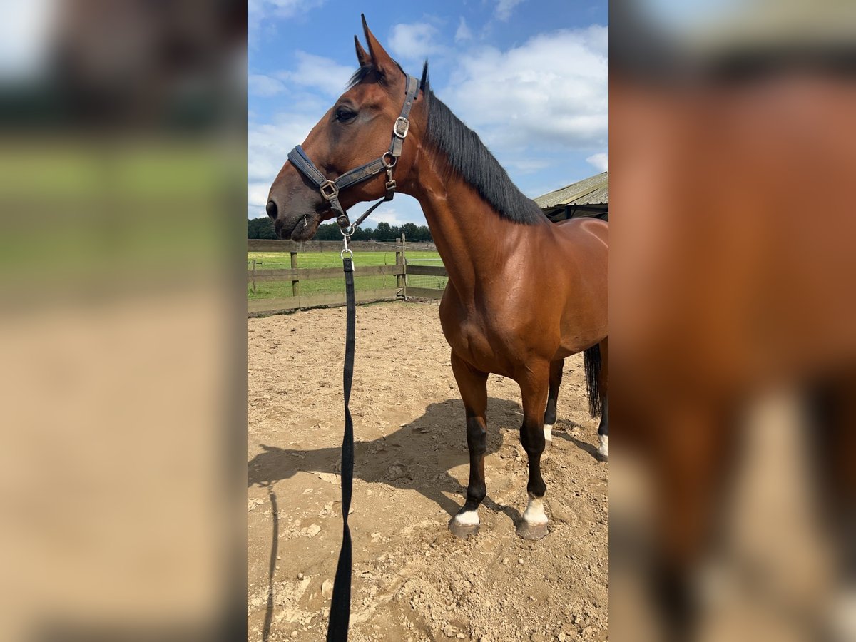 French Trotter Gelding 12 years 16 hh Brown in Heythuysen