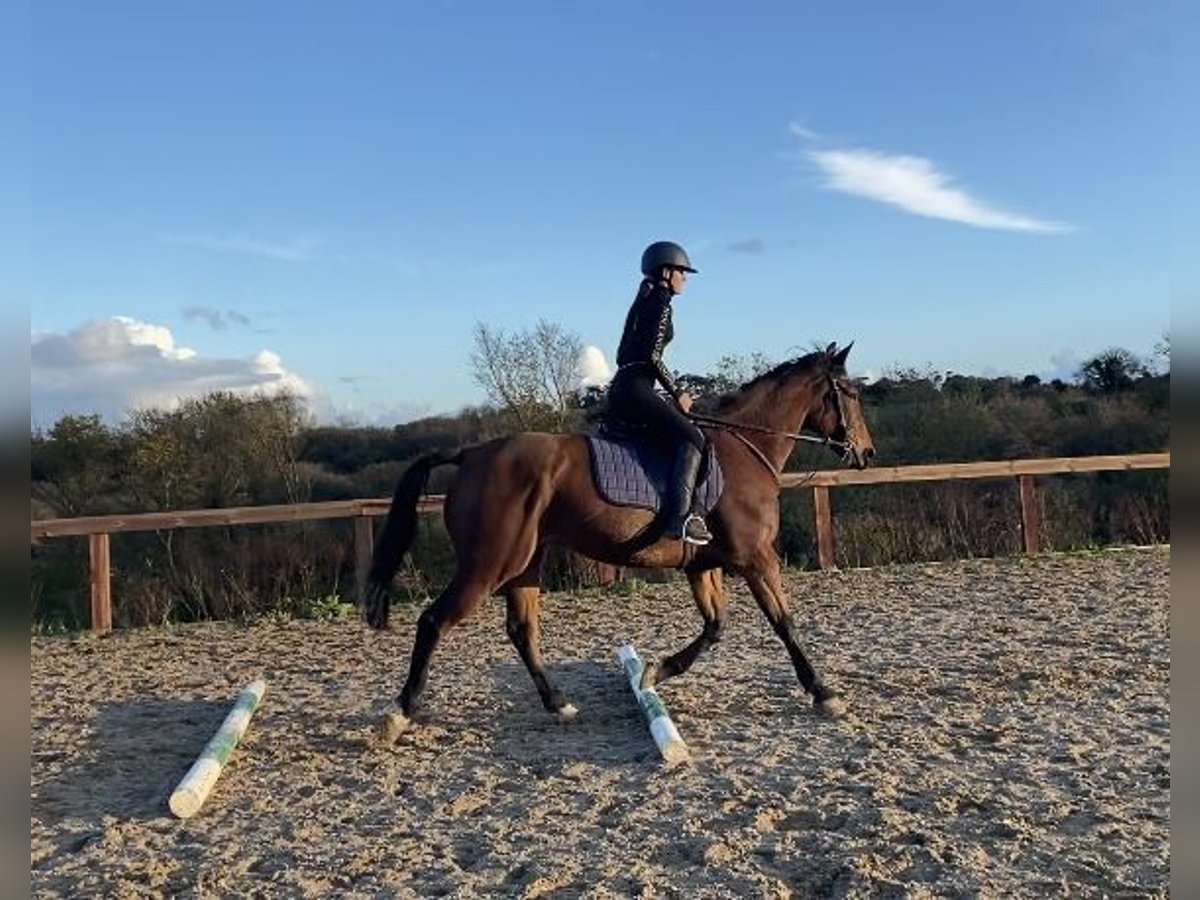 French Trotter Gelding 13 years 15 hh Bay in WEXFORD