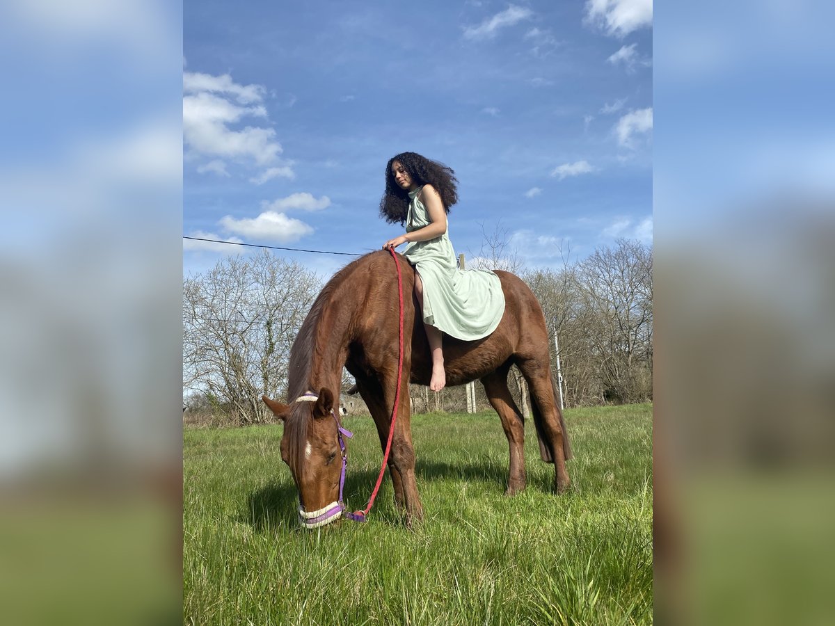 French Trotter Gelding 14 years 16,2 hh Chestnut in Sillas