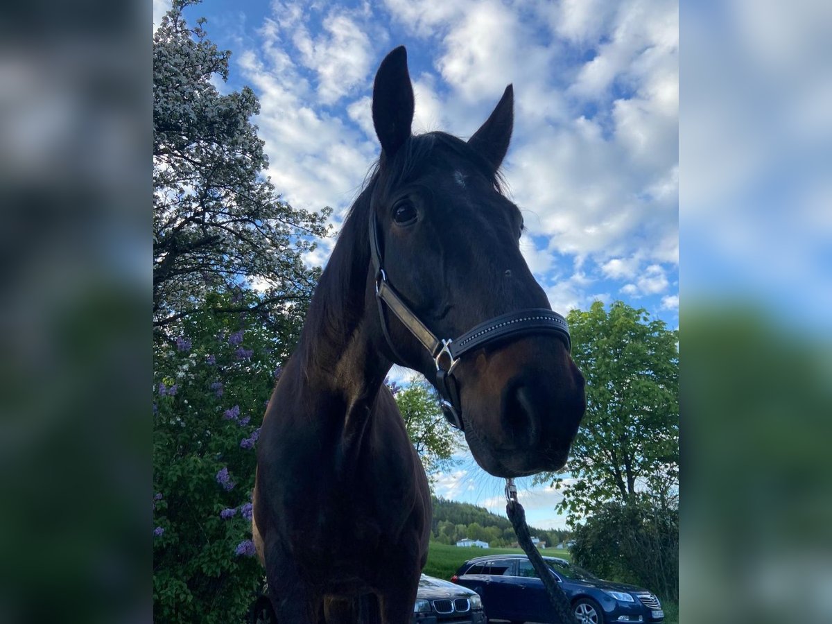 French Trotter Gelding 14 years 16,1 hh Brown in Furth im Wald