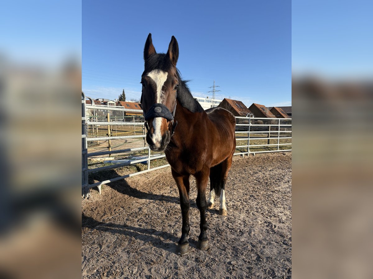 French Trotter Mix Gelding 16 years 16 hh Brown in Stuttgart Vaihingen